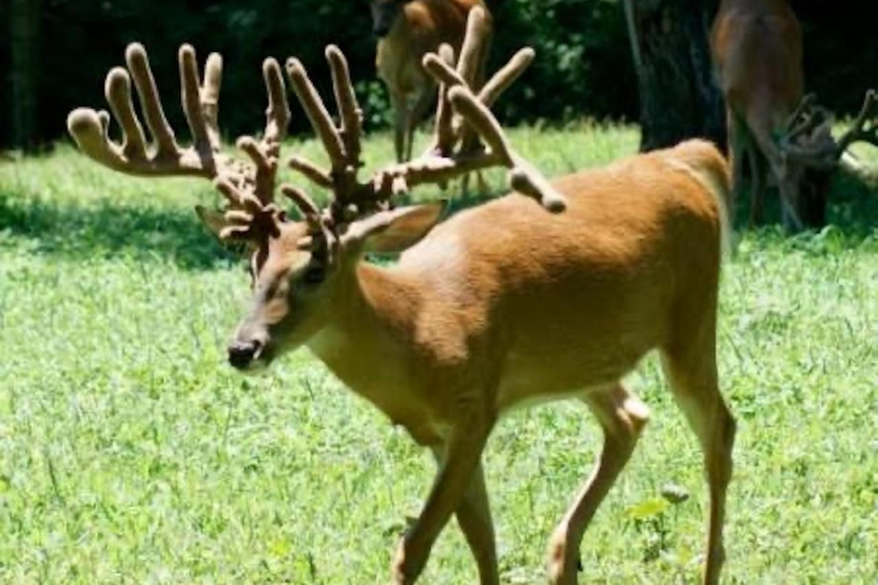 Mangham, Richland Parish, LA Farms and Ranches, Commercial Property