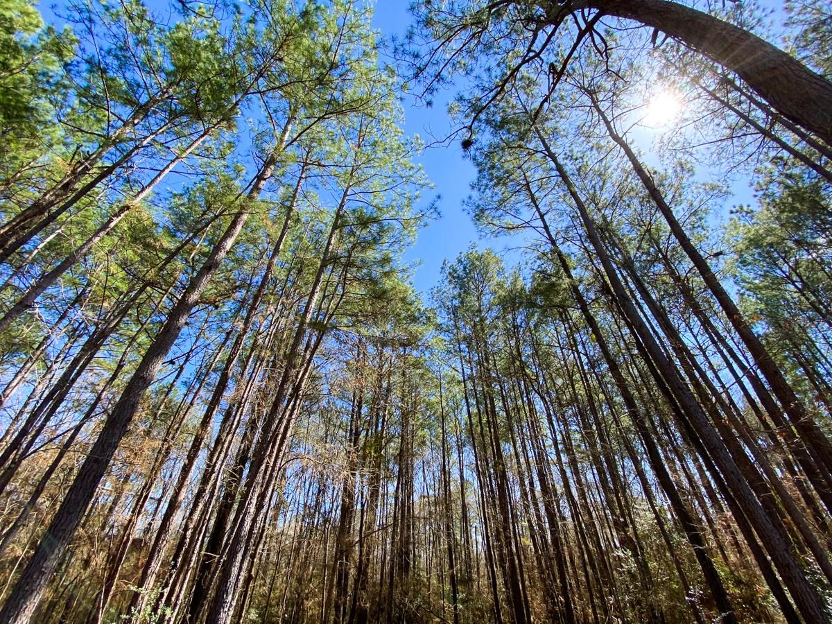 Huntsville, Walker County, TX Recreational Property, Undeveloped Land