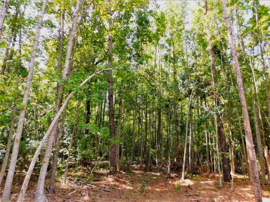 Rembert, Sumter County, SC Recreational Property, Timberland Property