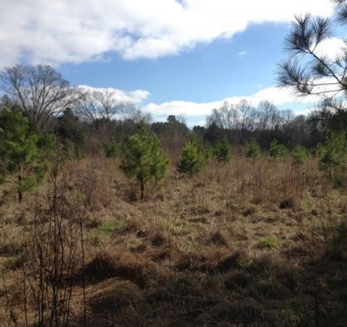 West, Holmes County, MS Recreational Property, Undeveloped Land for