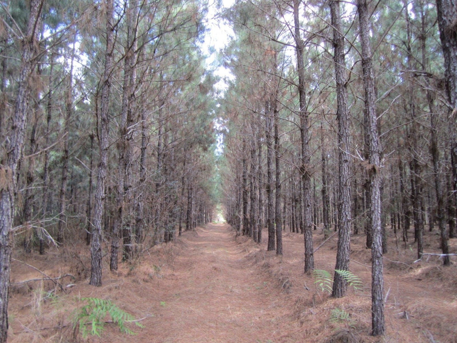 Macclenny, Union County, FL Recreational Property, Timberland Property