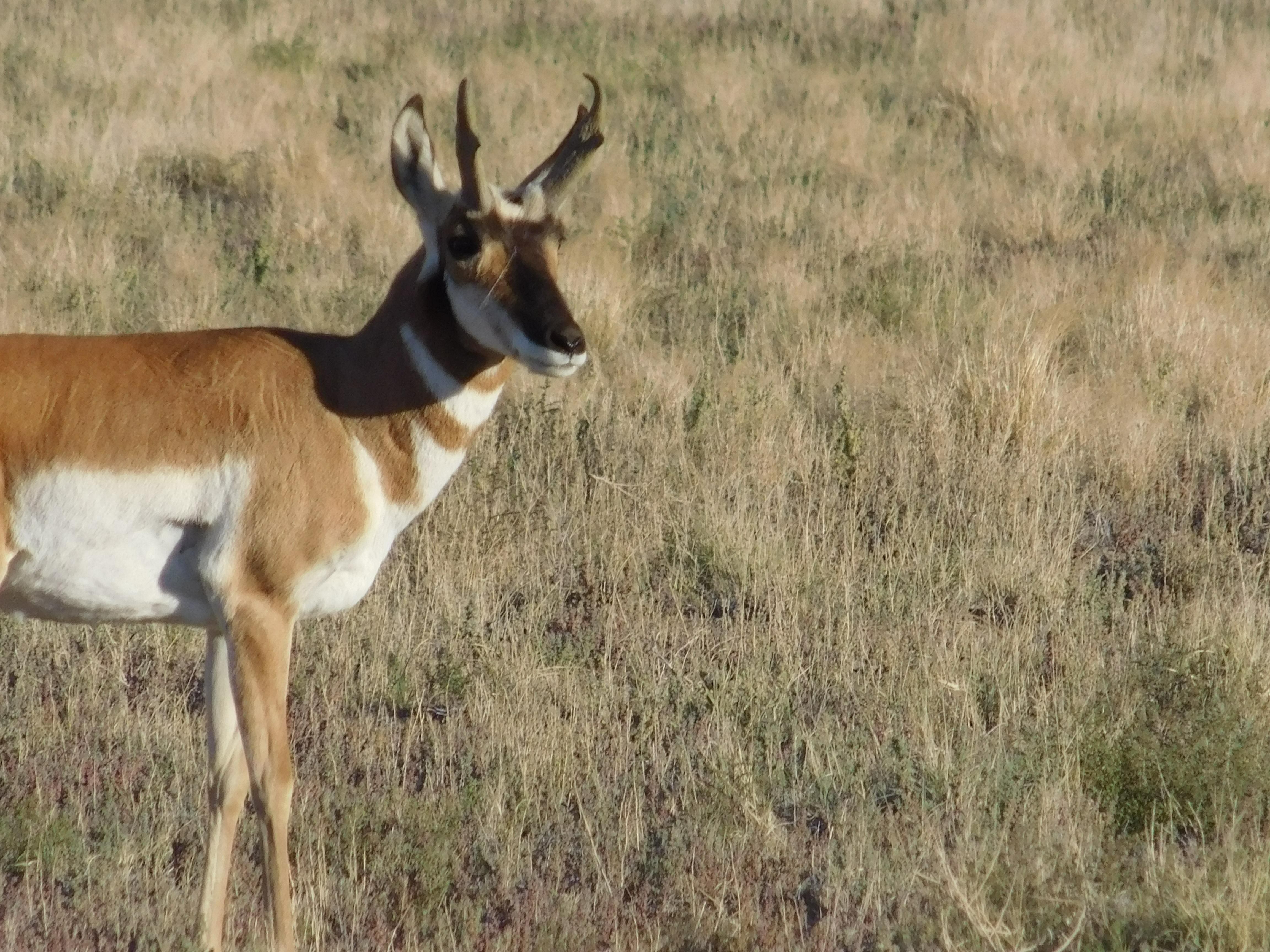 Rachel, Lincoln County, NV Undeveloped Land, Homesites for sale