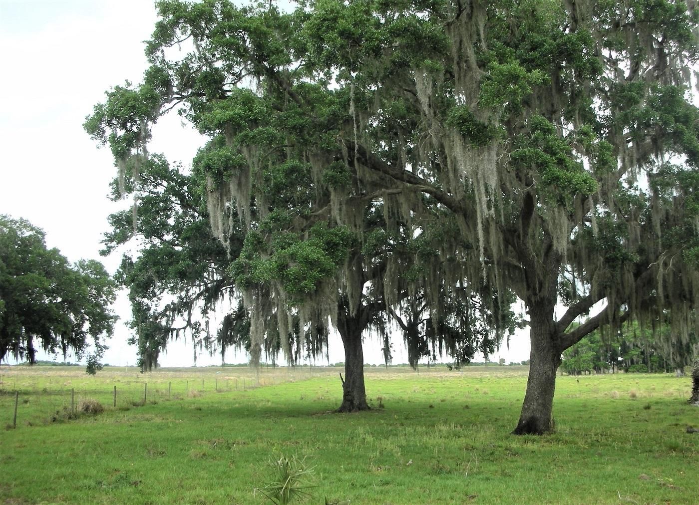 Okeechobee, Okeechobee County, FL Farms and Ranches, Horse Property for