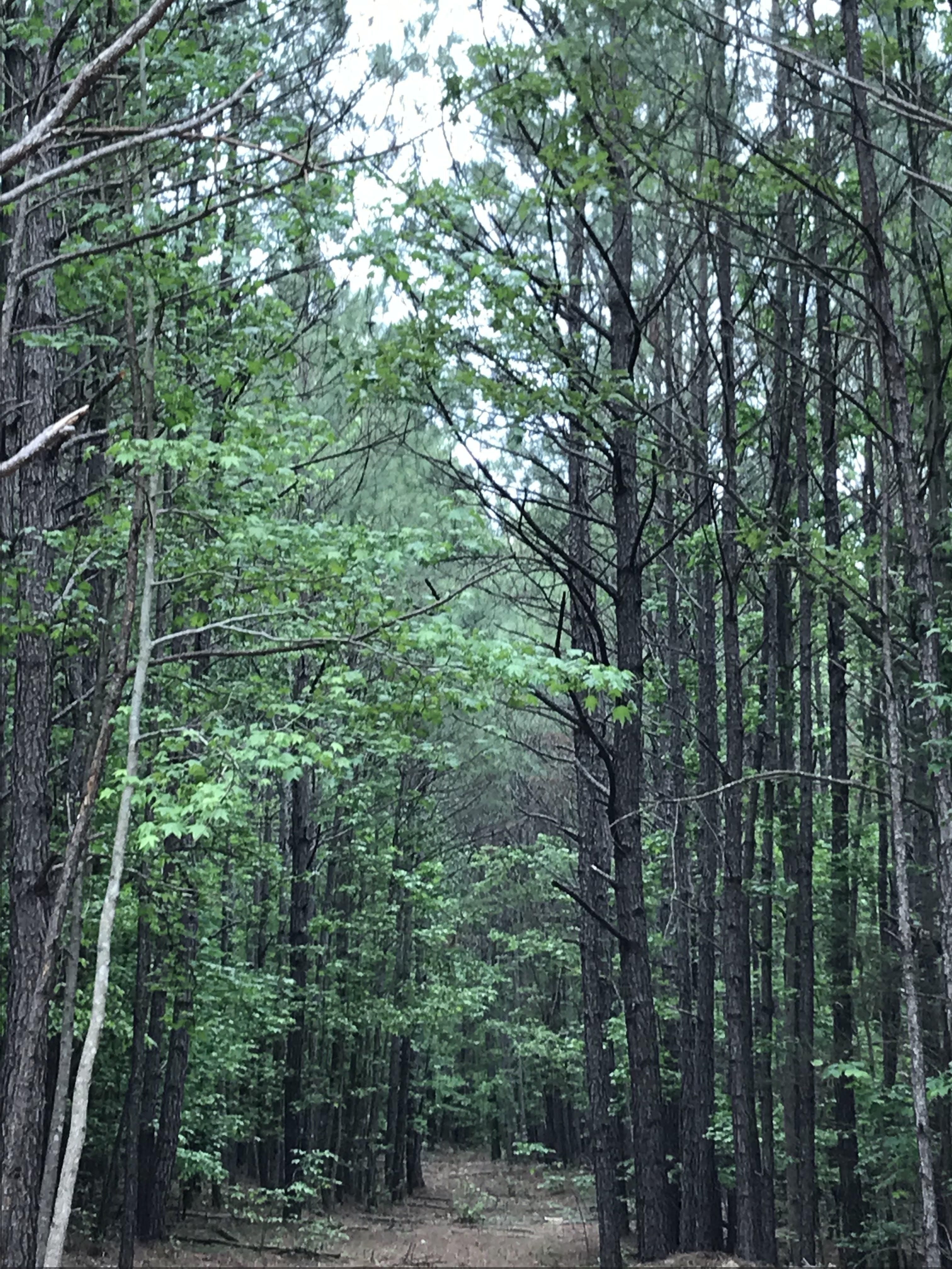 Disputanta, Prince County, VA Recreational Property, Timberland Property, Hunting