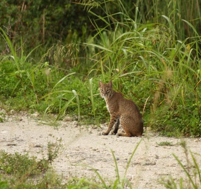 UNASSIGNED VACANT LAND, Polk City, FL 33868 MLS Sweet Hill Rd Lot 1