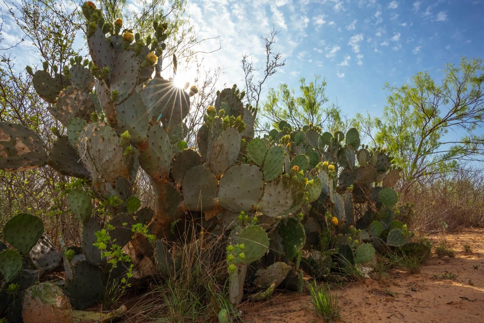 260 acres in Encinal, TX, 78019 LandWatch