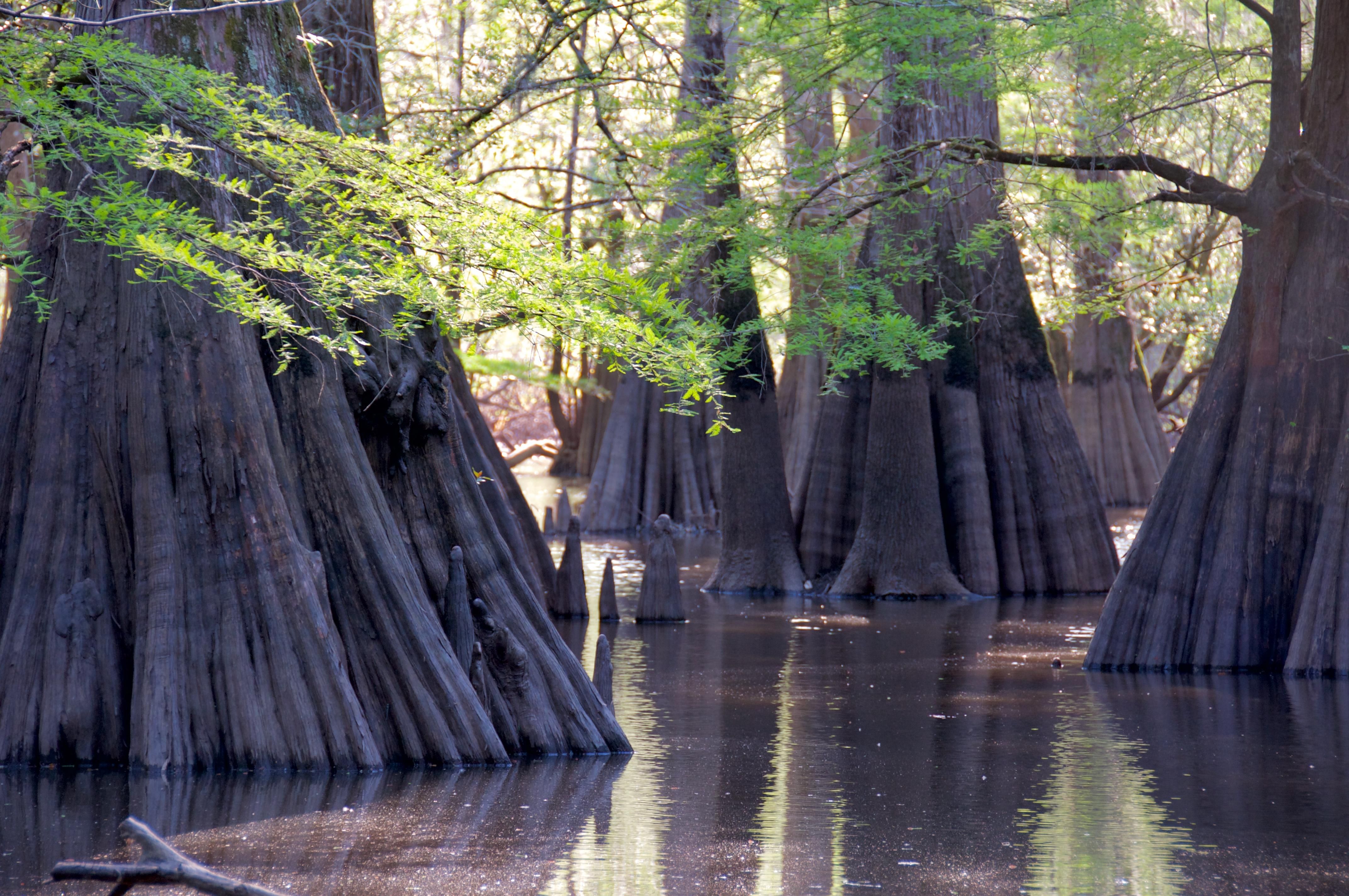 Platt Road, Saint Stephen, SC 29479 LandWatch