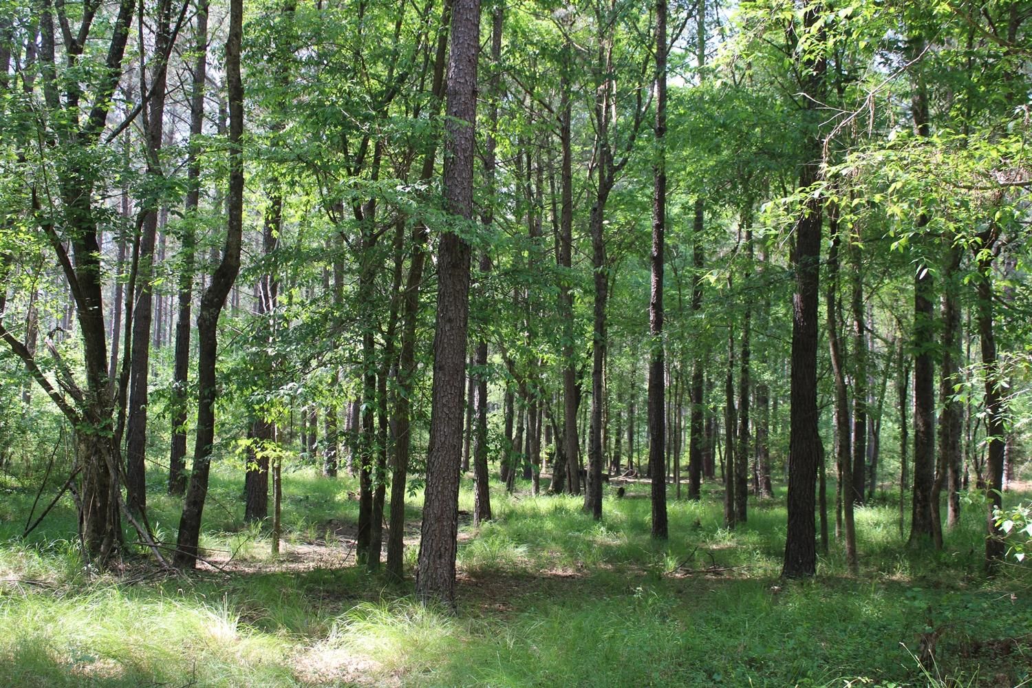 Ridgeway, Fairfield County, SC Recreational Property, Timberland Property, Hunting Property for