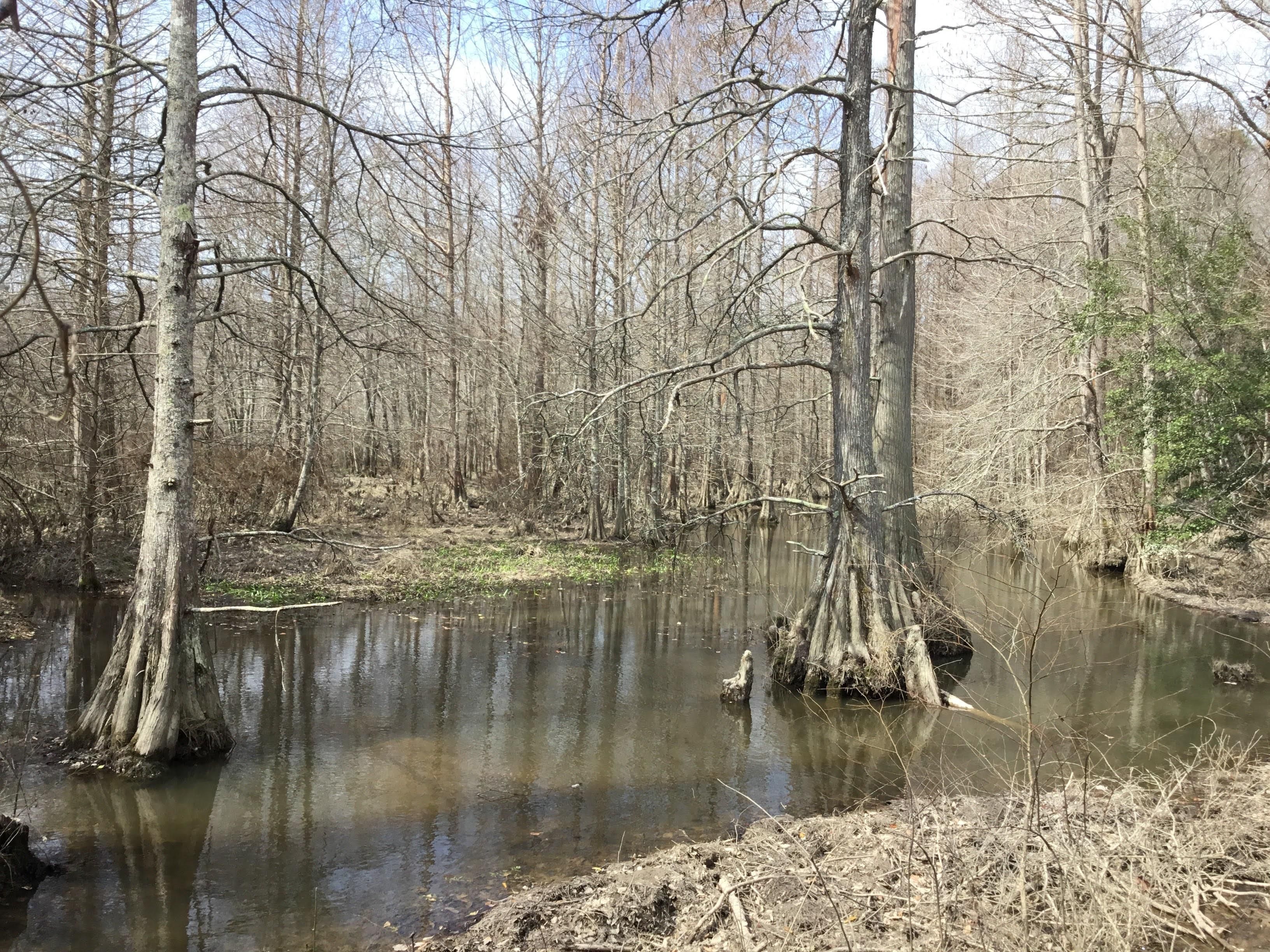 Sparkman, Dallas County, AR Recreational Property for sale Property ID 410303818 LandWatch