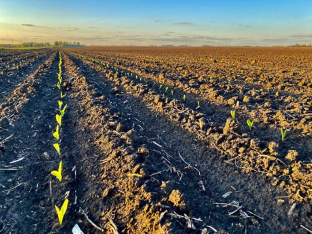 Nemaha, Sac County, IA Farms and Ranches for sale Property ID