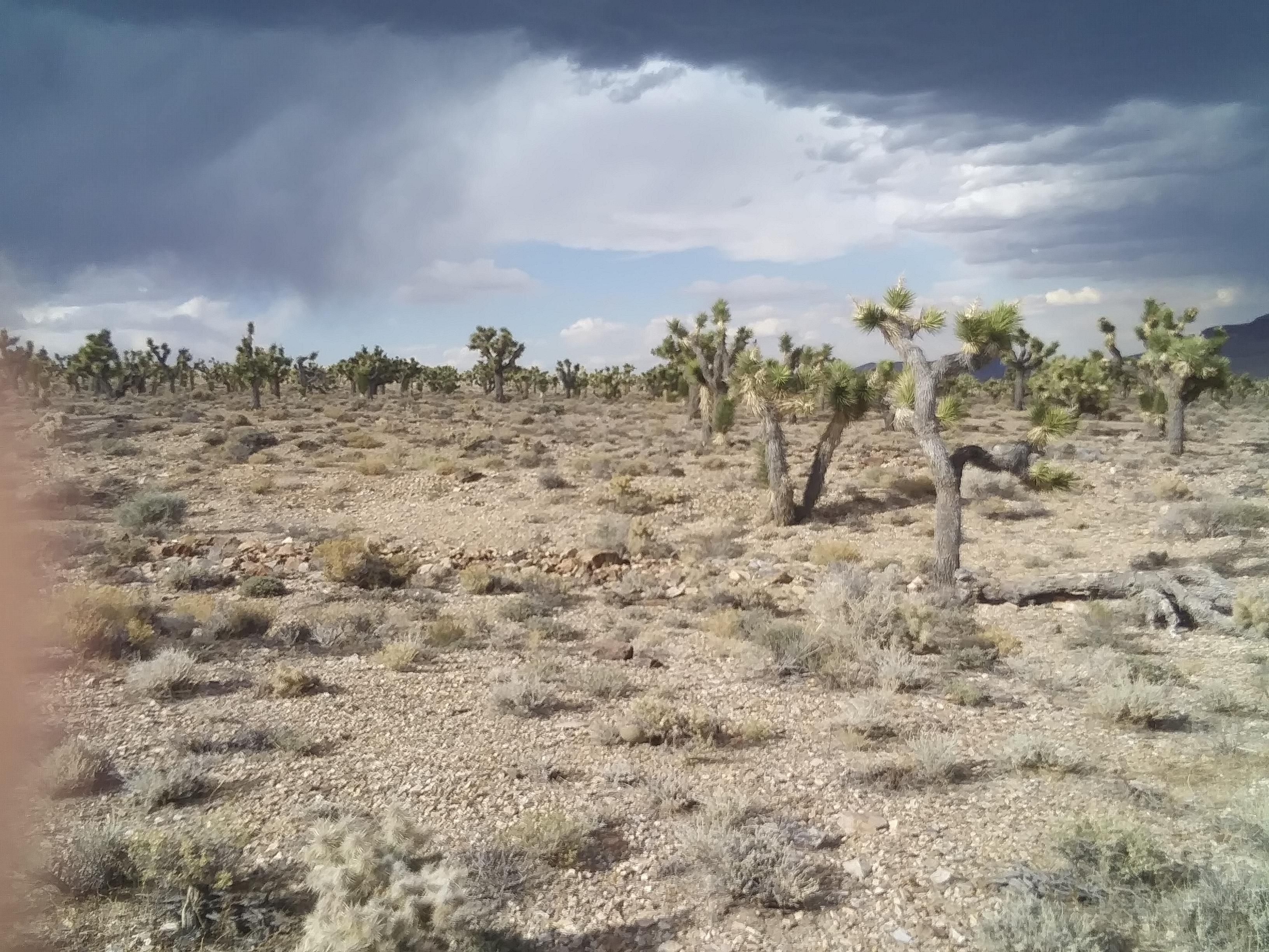 41.32 acres in Lida, NV, 89013 MLS Exclusive LandWatch