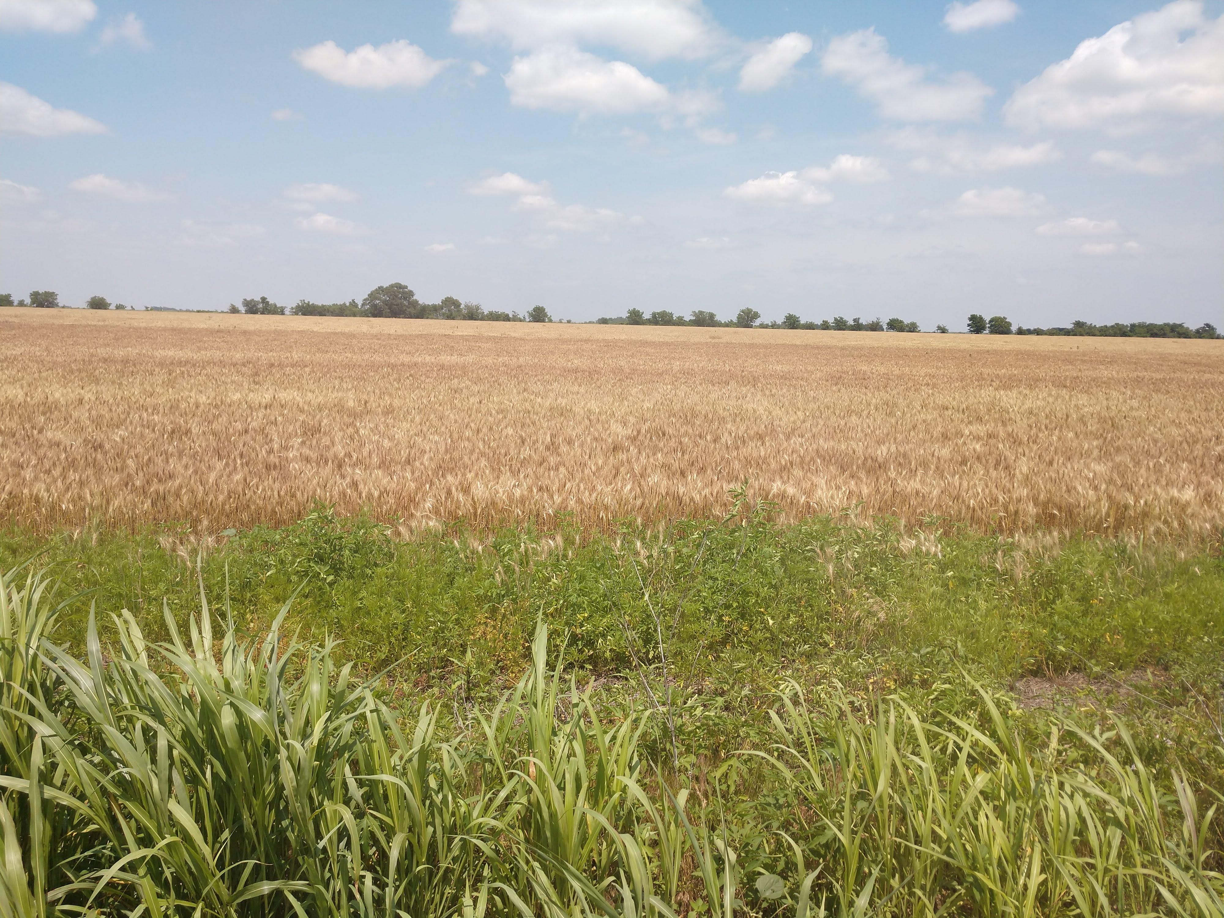 Caldwell, Sumner County, KS Farms and Ranches, Undeveloped Land for