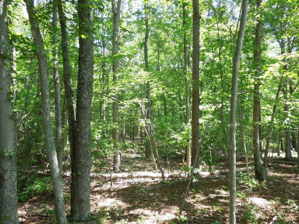 Rougemont, Person County, NC Recreational Property, Timberland Property