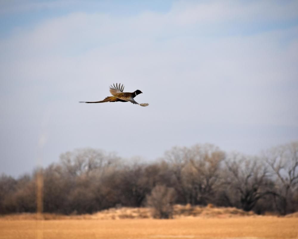 Hoisington, Barton County, KS Farms and Ranches, Recreational Property, Commercial Property for