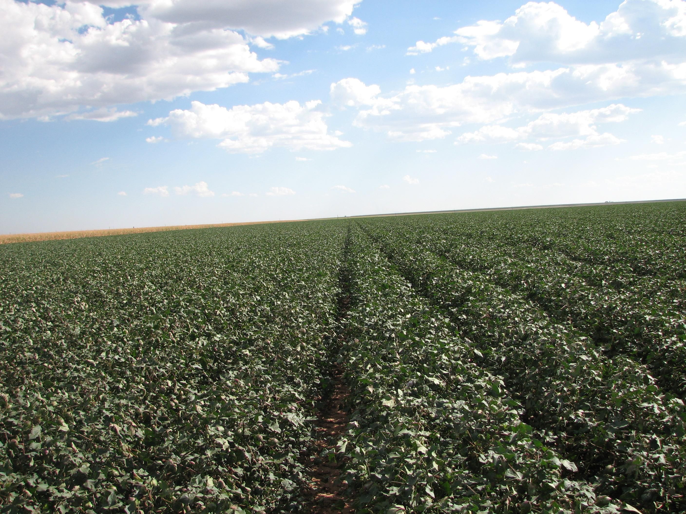 Dimmitt, Castro County, TX Farms and Ranches for sale Property ID