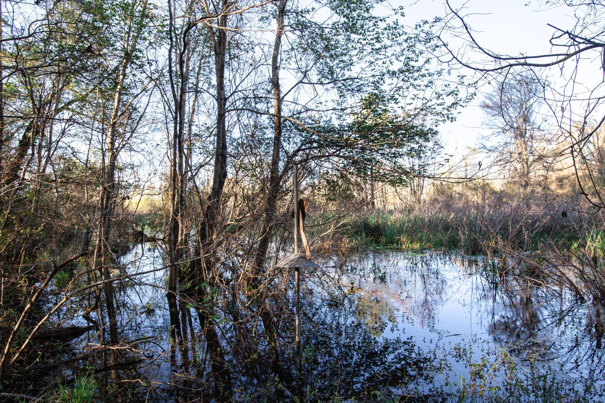 Sylvania, Screven County, GA Recreational Property, Undeveloped Land