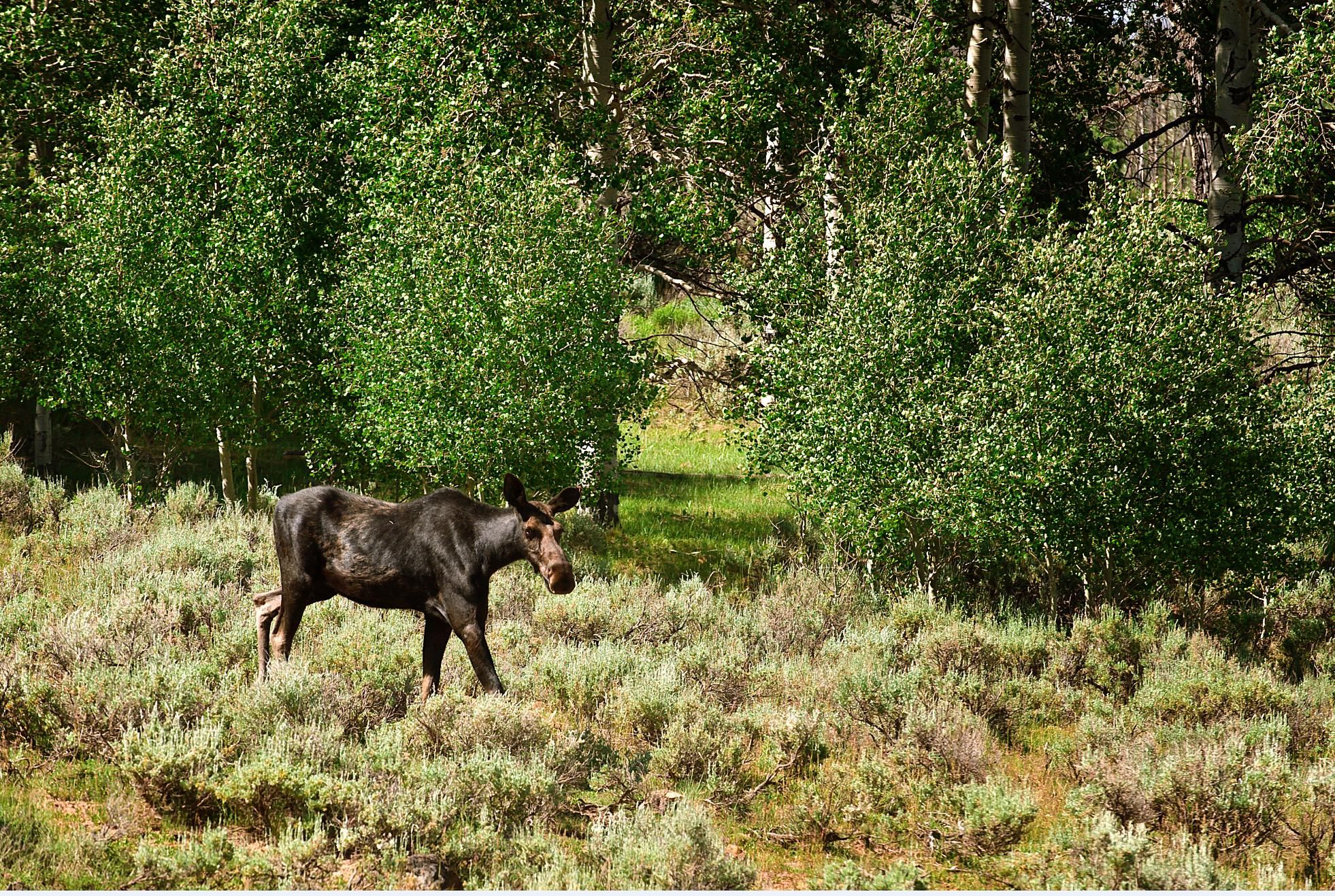Scofield, Carbon County, UT Recreational Property, Horse Property