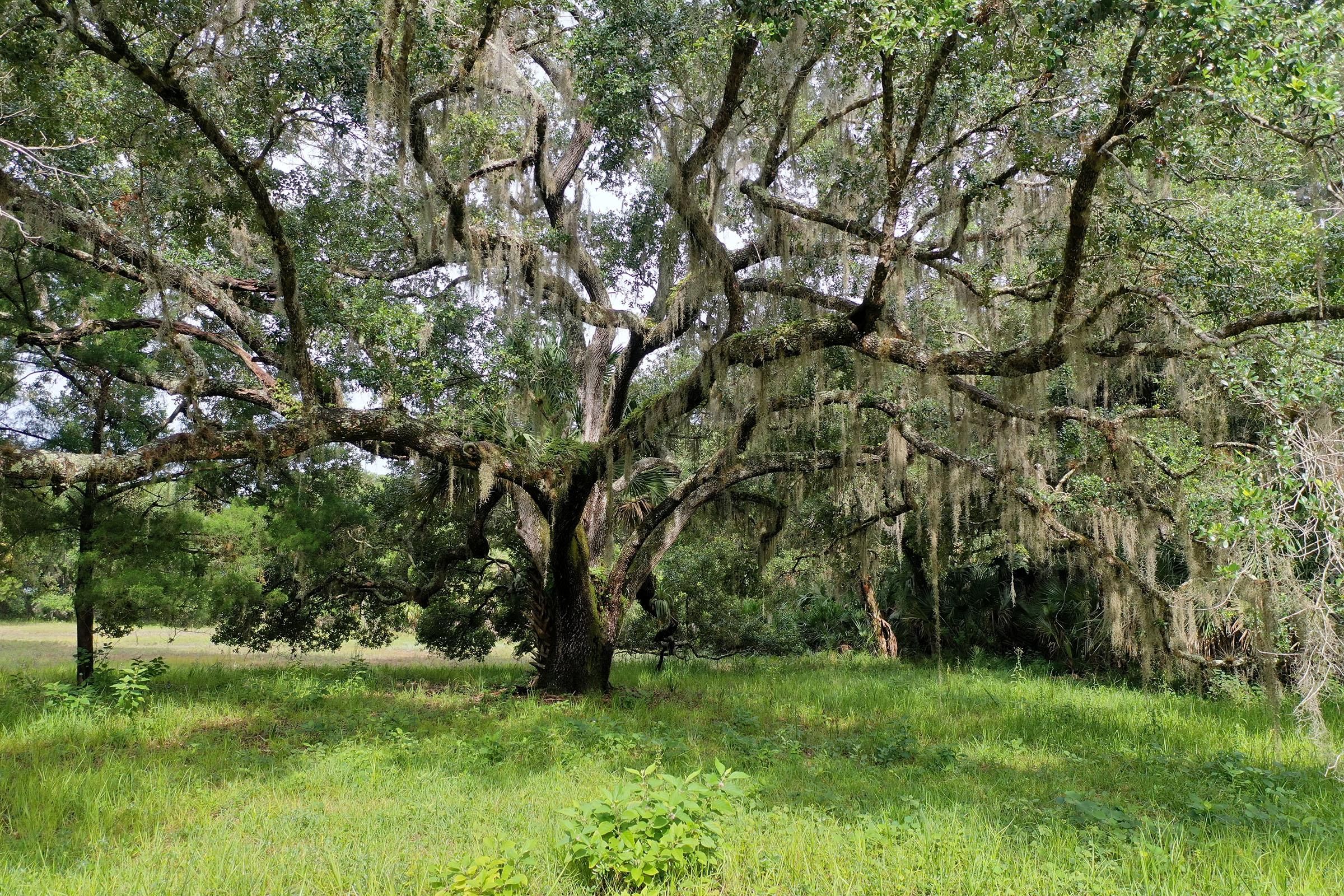 Christmas, Orange County, FL Recreational Property, Timberland Property