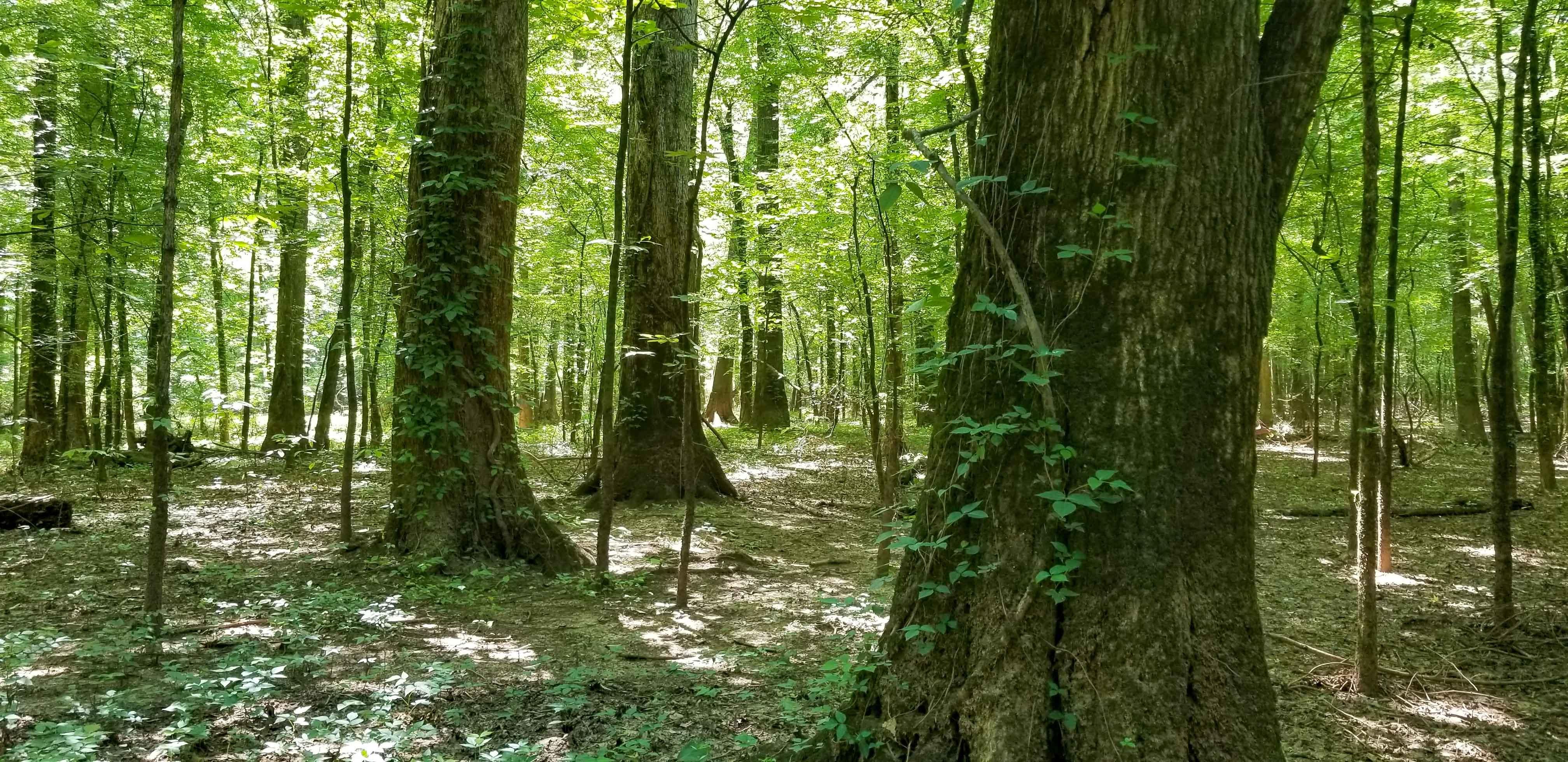 1,064 acres in Pocahontas, TN, 38061 LandWatch
