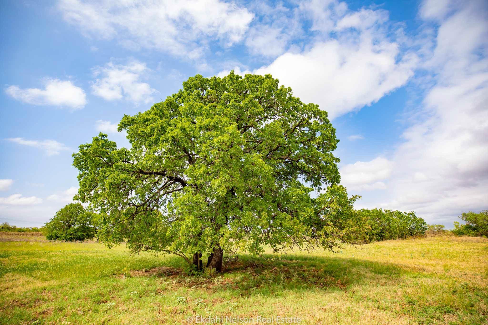 McCaulley, Fisher County, TX Farms and Ranches, Recreational Property