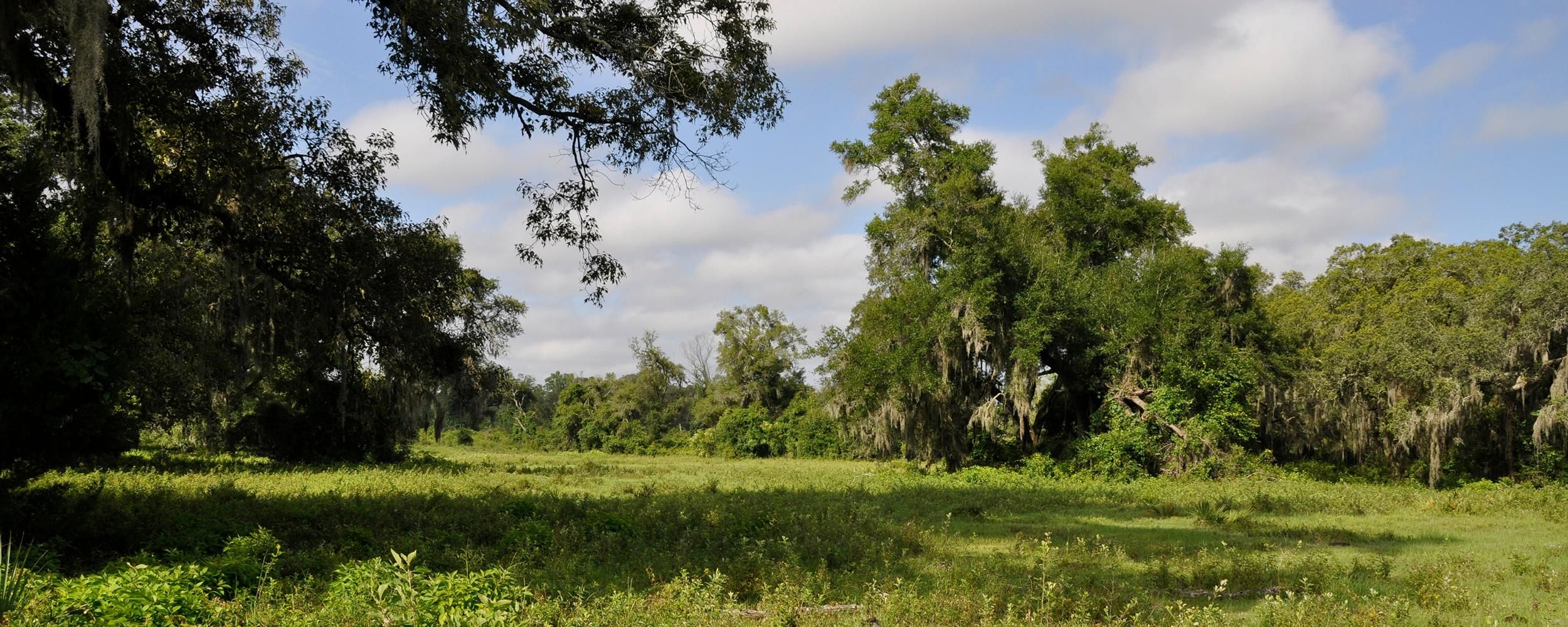 Chiefland, Levy County, FL Recreational Property, Undeveloped Land