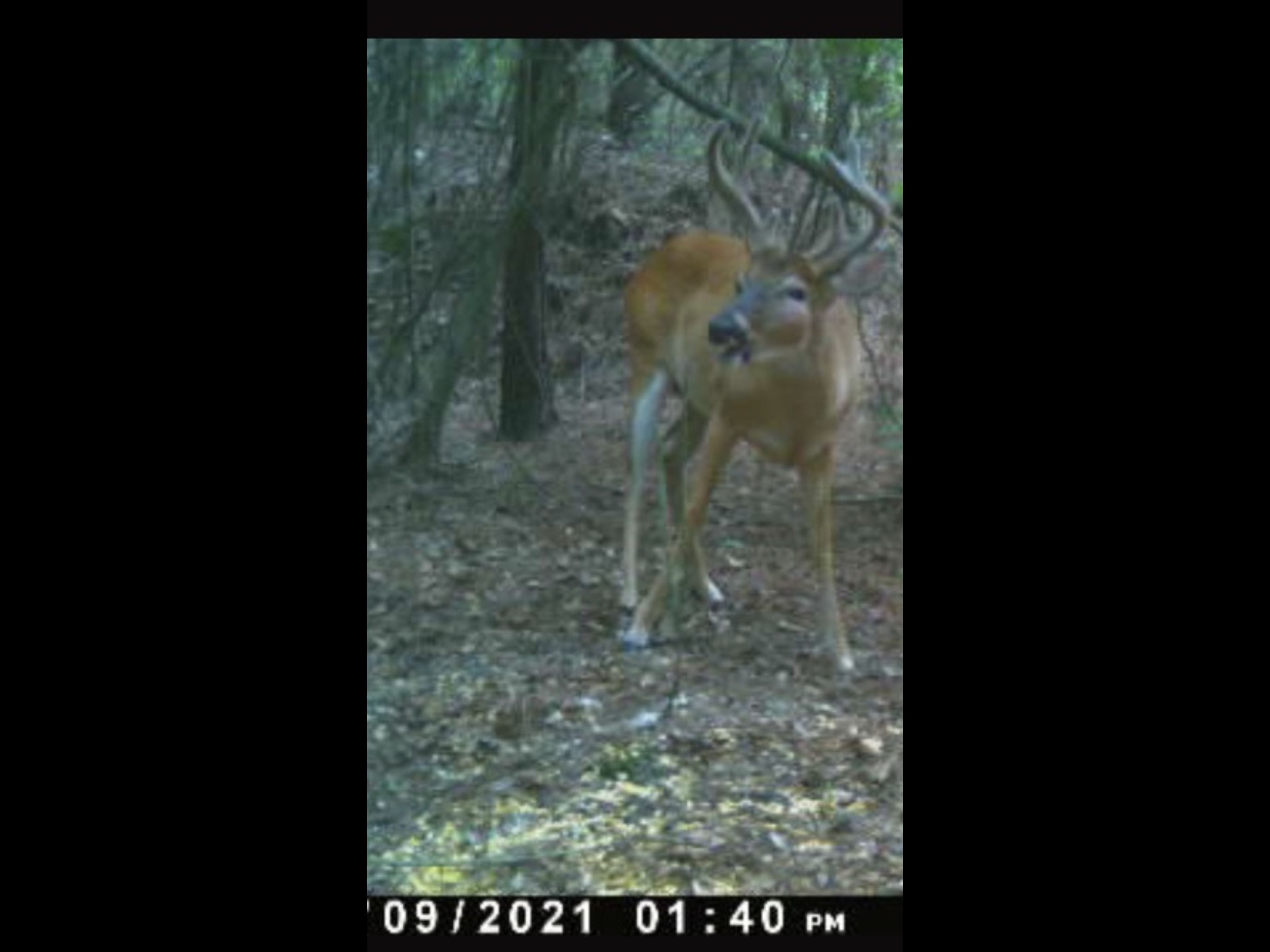Garden Valley, Macon County, GA Recreational Property, Timberland