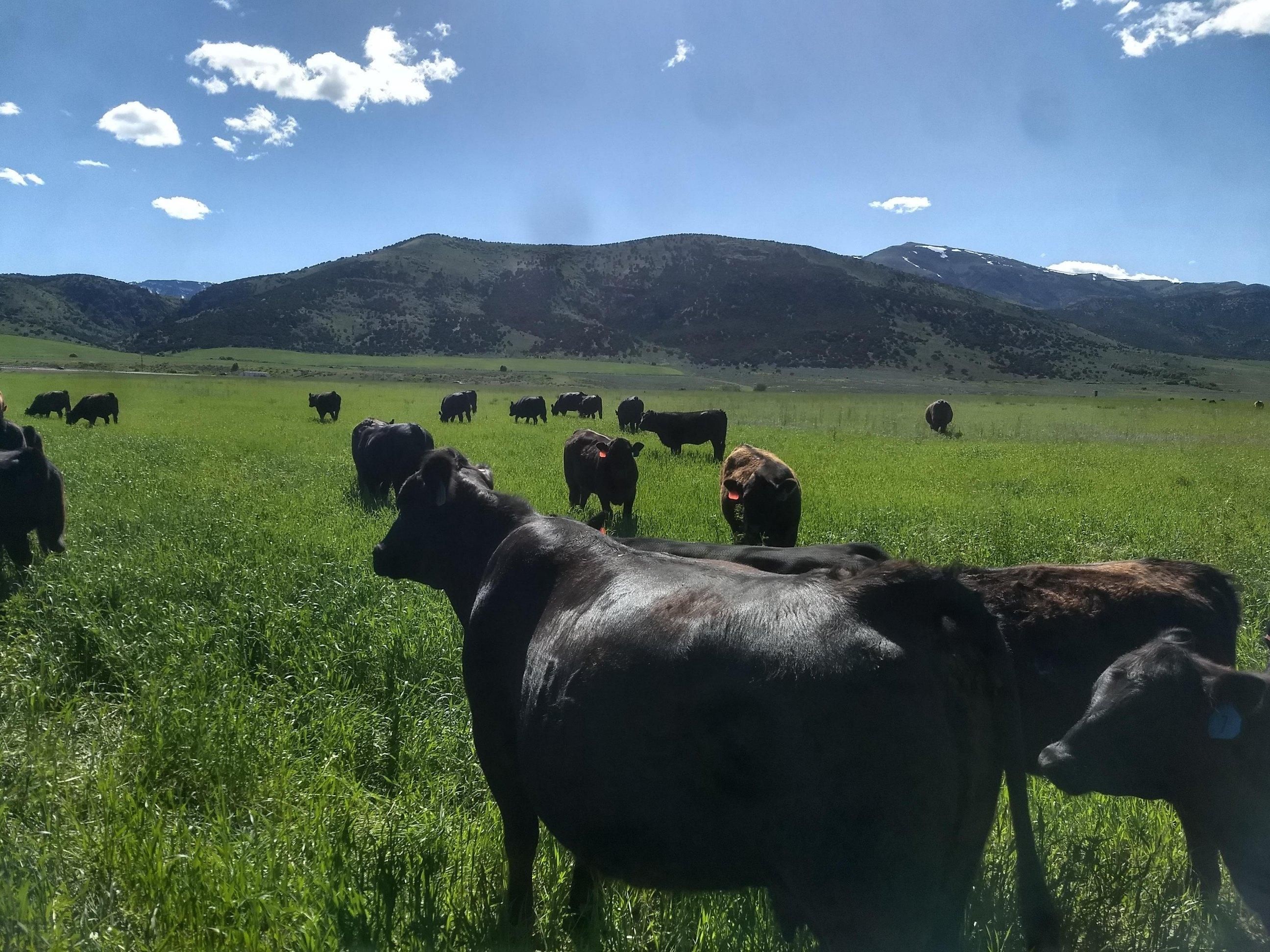 Downey, Bannock County, ID Recreational Property for sale Property ID