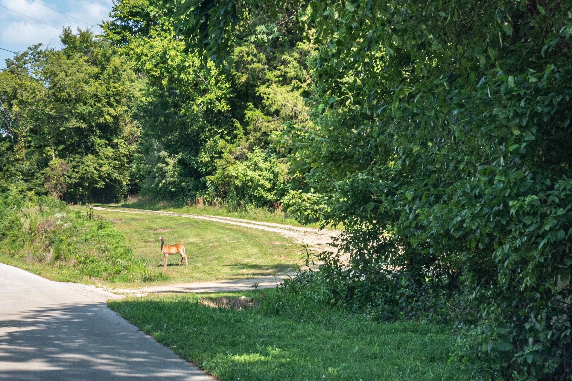 Hartsville, Trousdale County, TN Farms and Ranches for sale Property ID