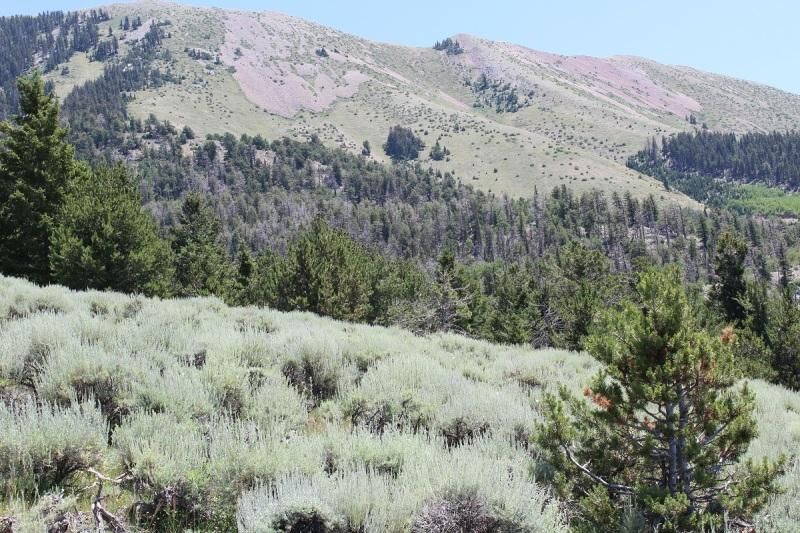 40 acres in Torrey, UT, 84775 MLS 1756213 LandWatch