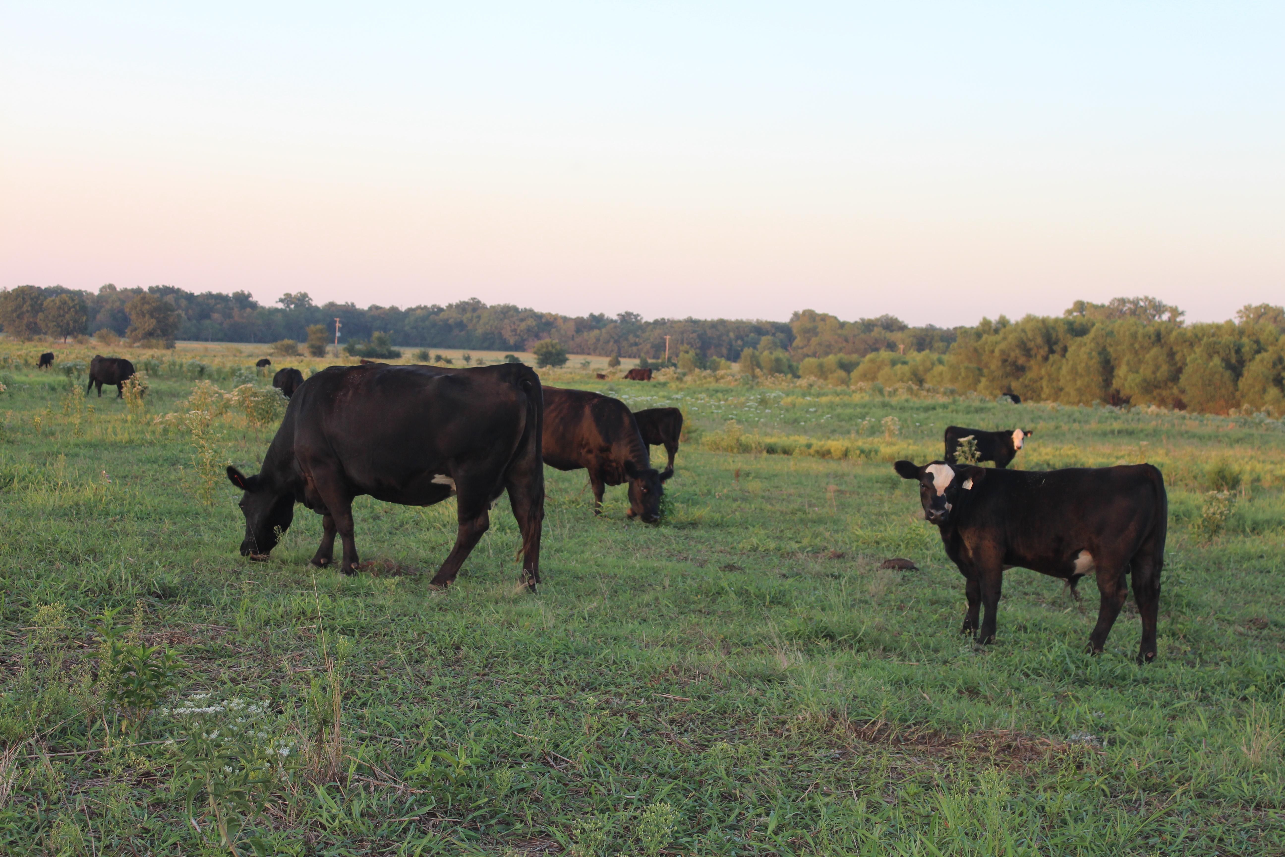Stillwater, Payne County, OK Farms and Ranches, Undeveloped Land for sale Property ID 411232789