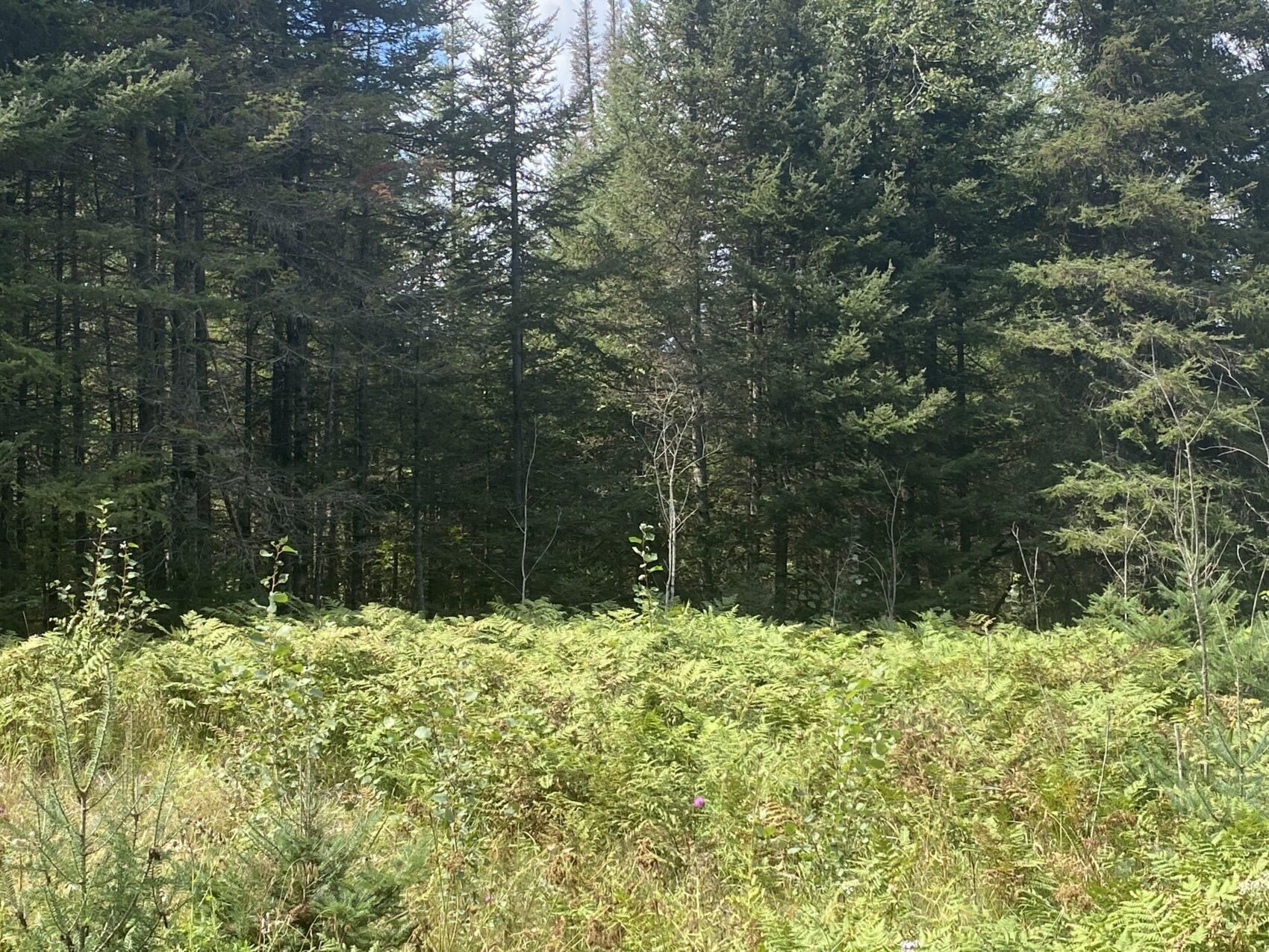 A5858, Canyon, MN 55717 MLS 673001000390 LandWatch