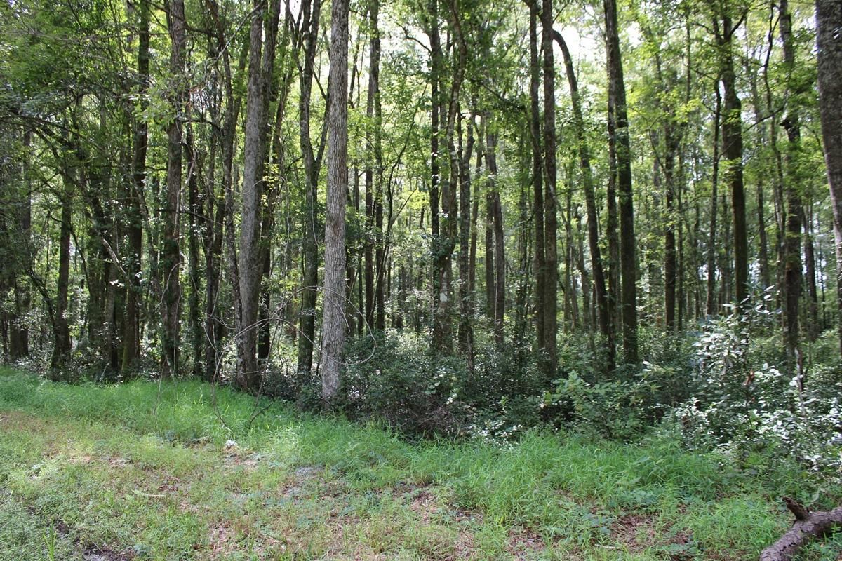 Geddisville Road, Adams Run, SC 29426 LandWatch