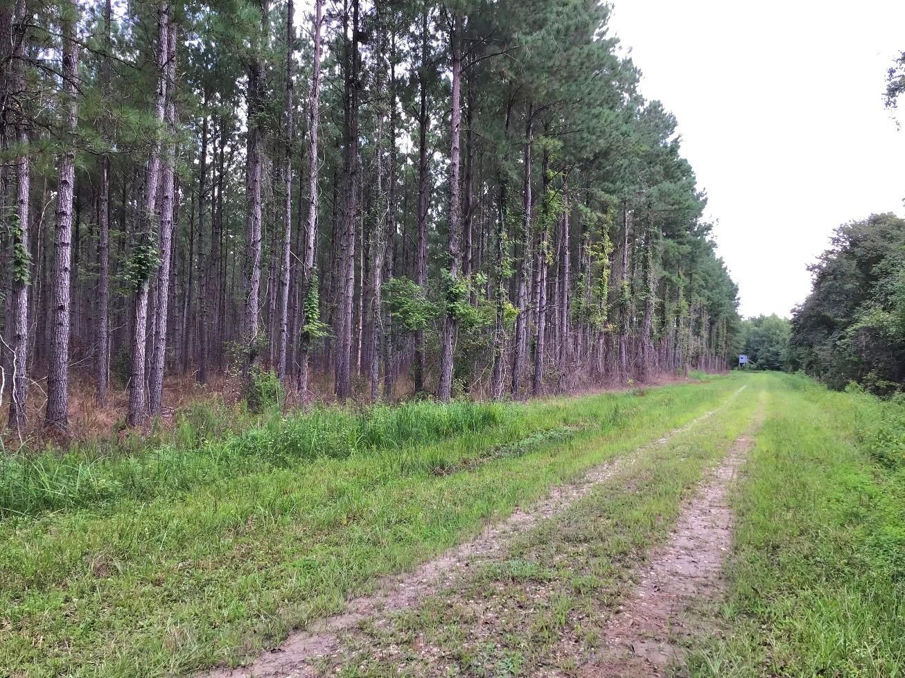 Ridgeville, Dorchester County, SC Recreational Property, Timberland