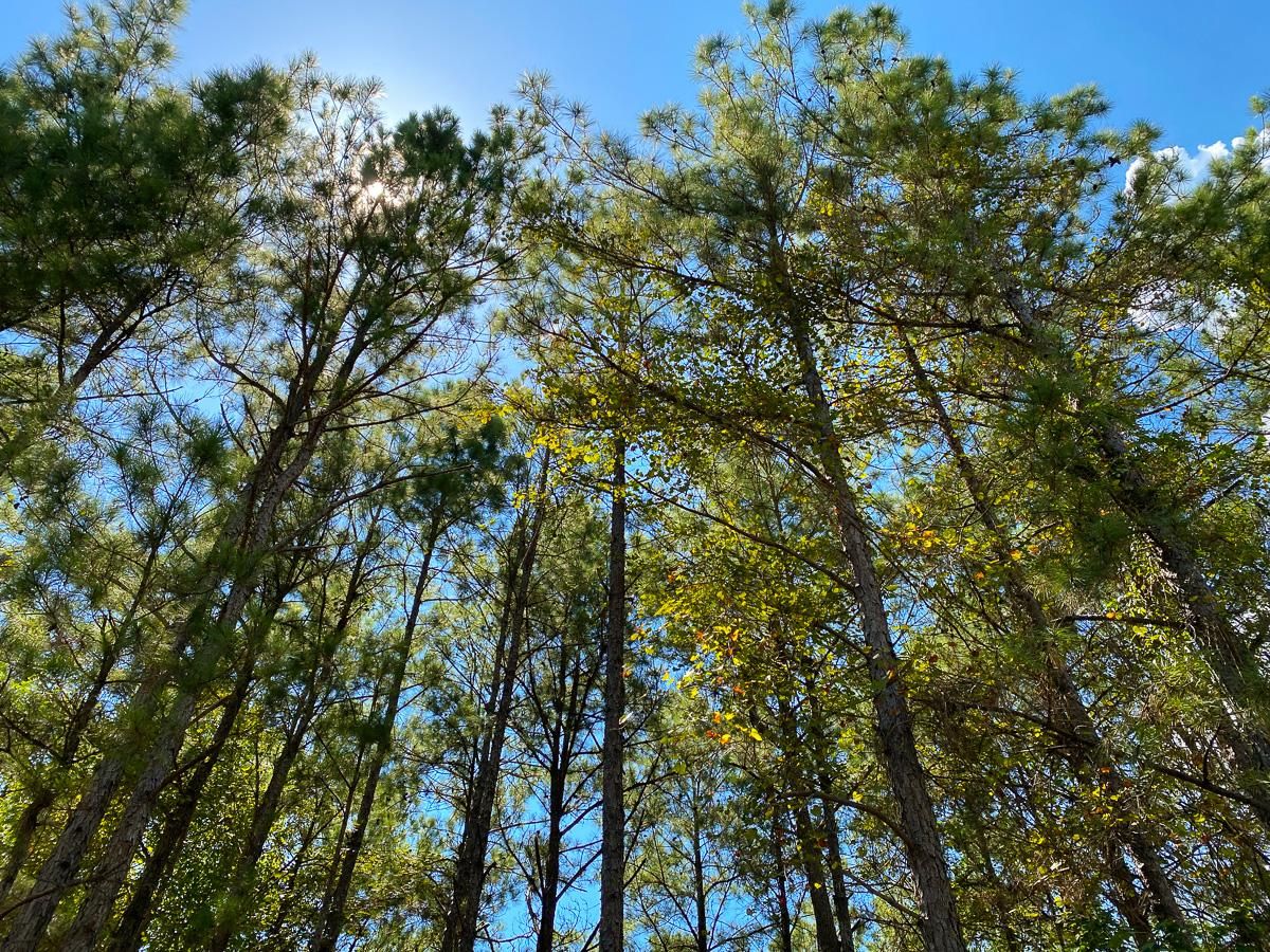 Trinity, Trinity County, TX Recreational Property, Timberland Property