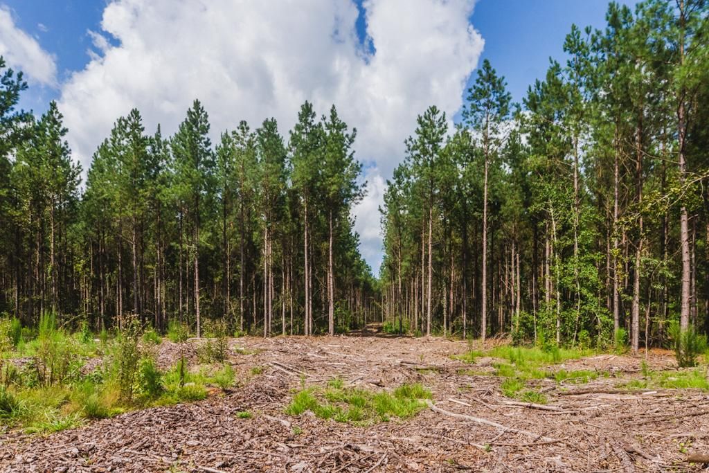 Davisboro, Washington County, GA Recreational Property, Timberland