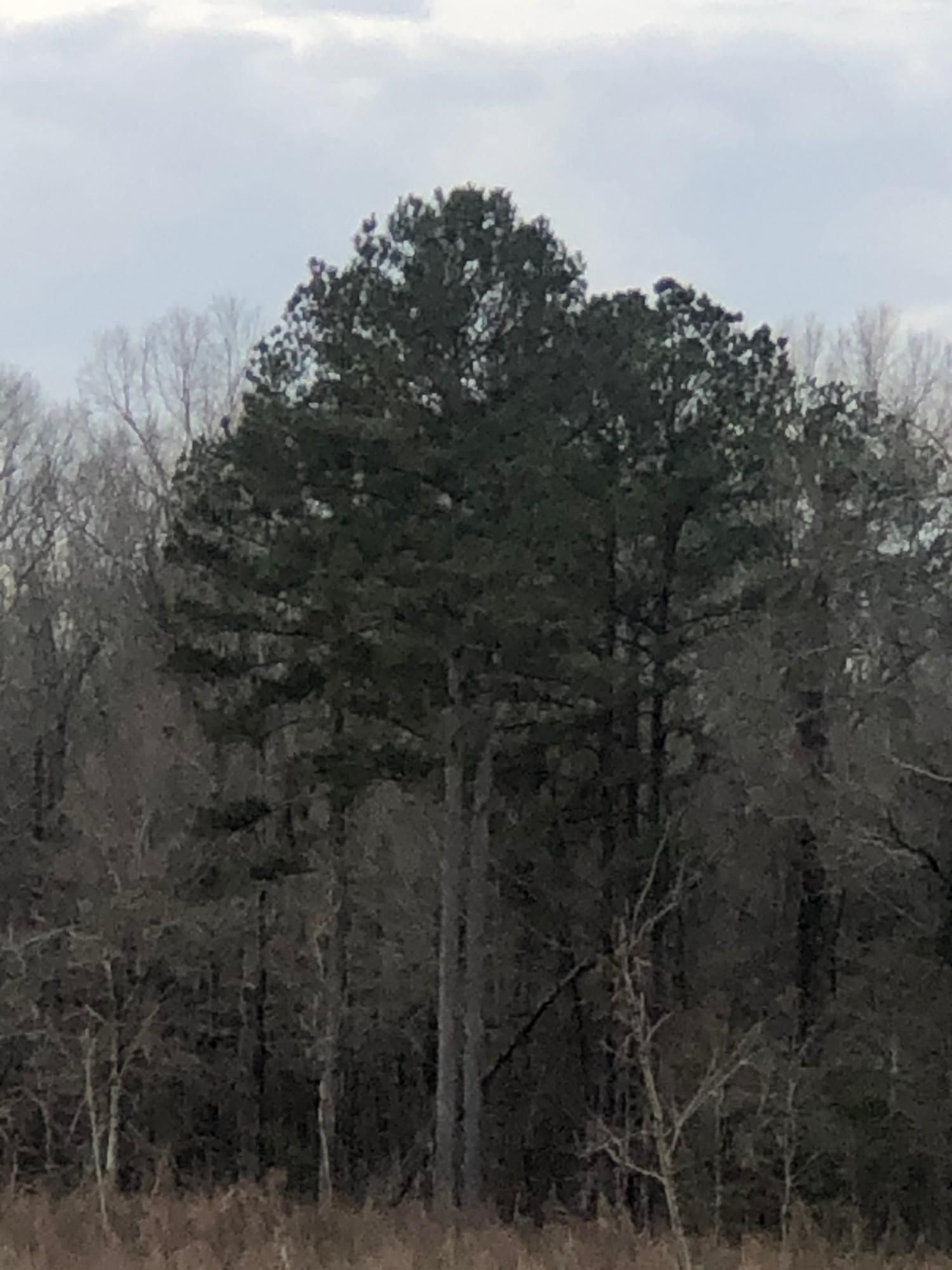 Culloden, Taylor County, GA Recreational Property, Timberland Property