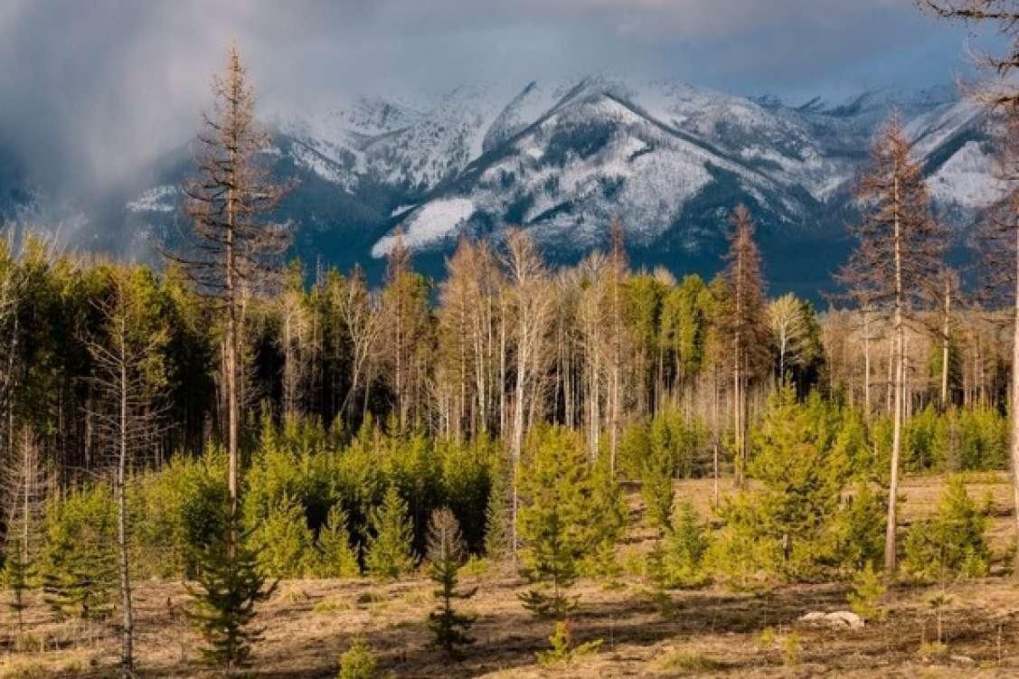 Condon, Missoula County, MT Undeveloped Land for sale Property ID