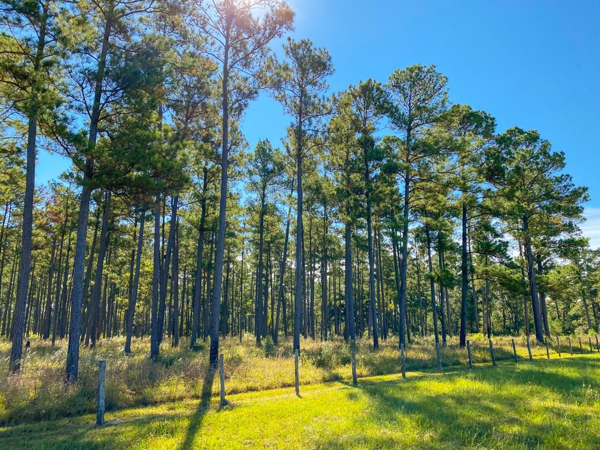 Richards, Montgomery County, TX Recreational Property, Timberland