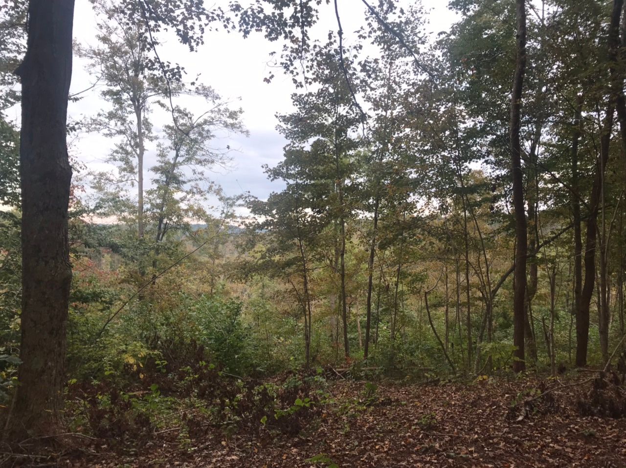 Olive Hill, Carter County, KY Undeveloped Land for sale Property ID