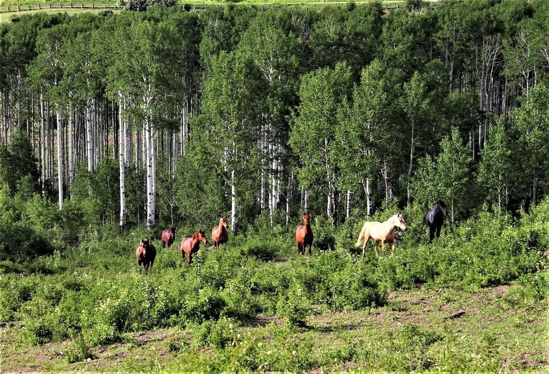 23750 Silverado Road, Oak Creek, CO 80467 LandWatch