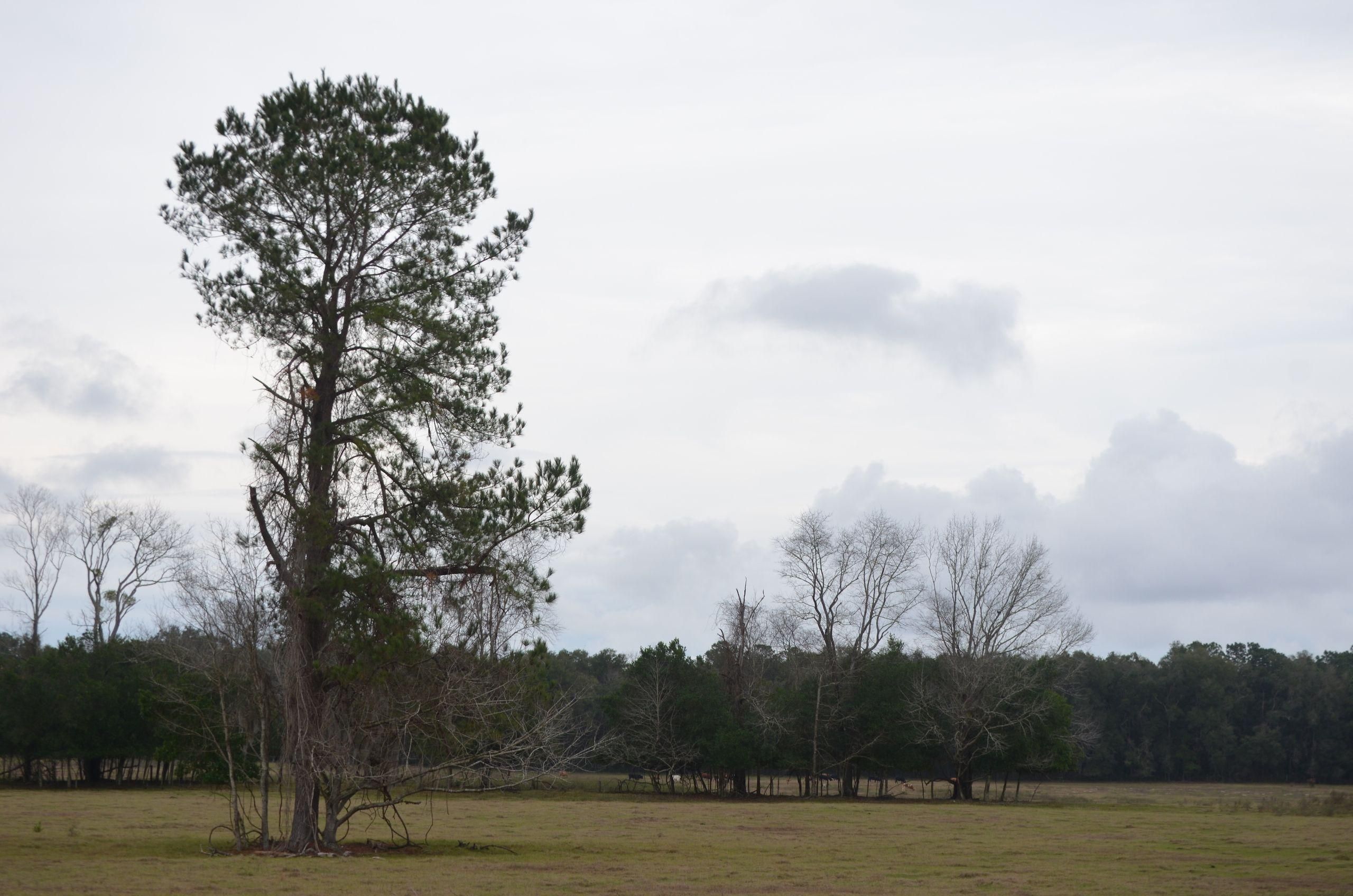 Williston, Levy County, FL Recreational Property, Timberland Property