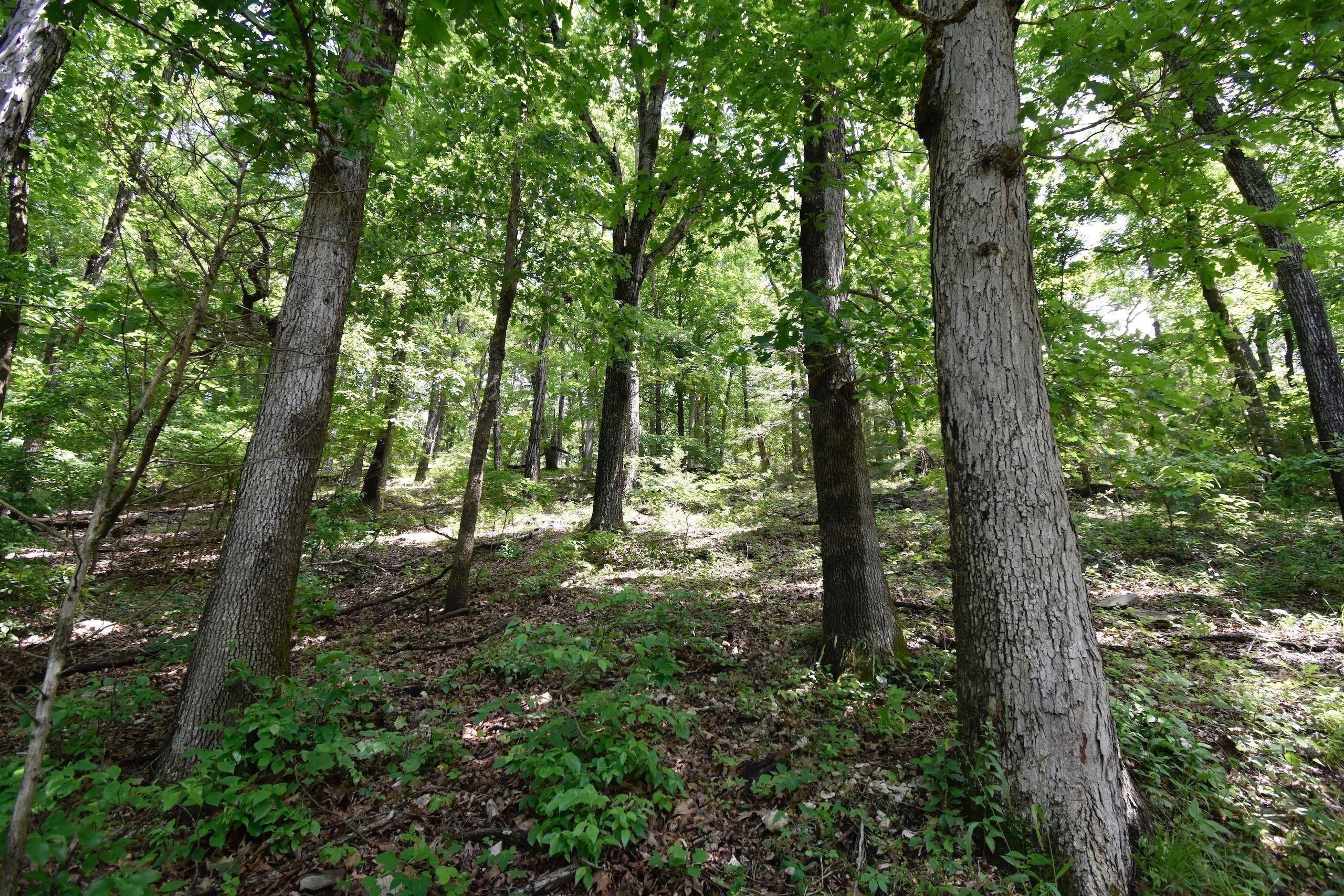 Rogersville, Christian County, MO Farms and Ranches, Timberland Property, Hunting Property for