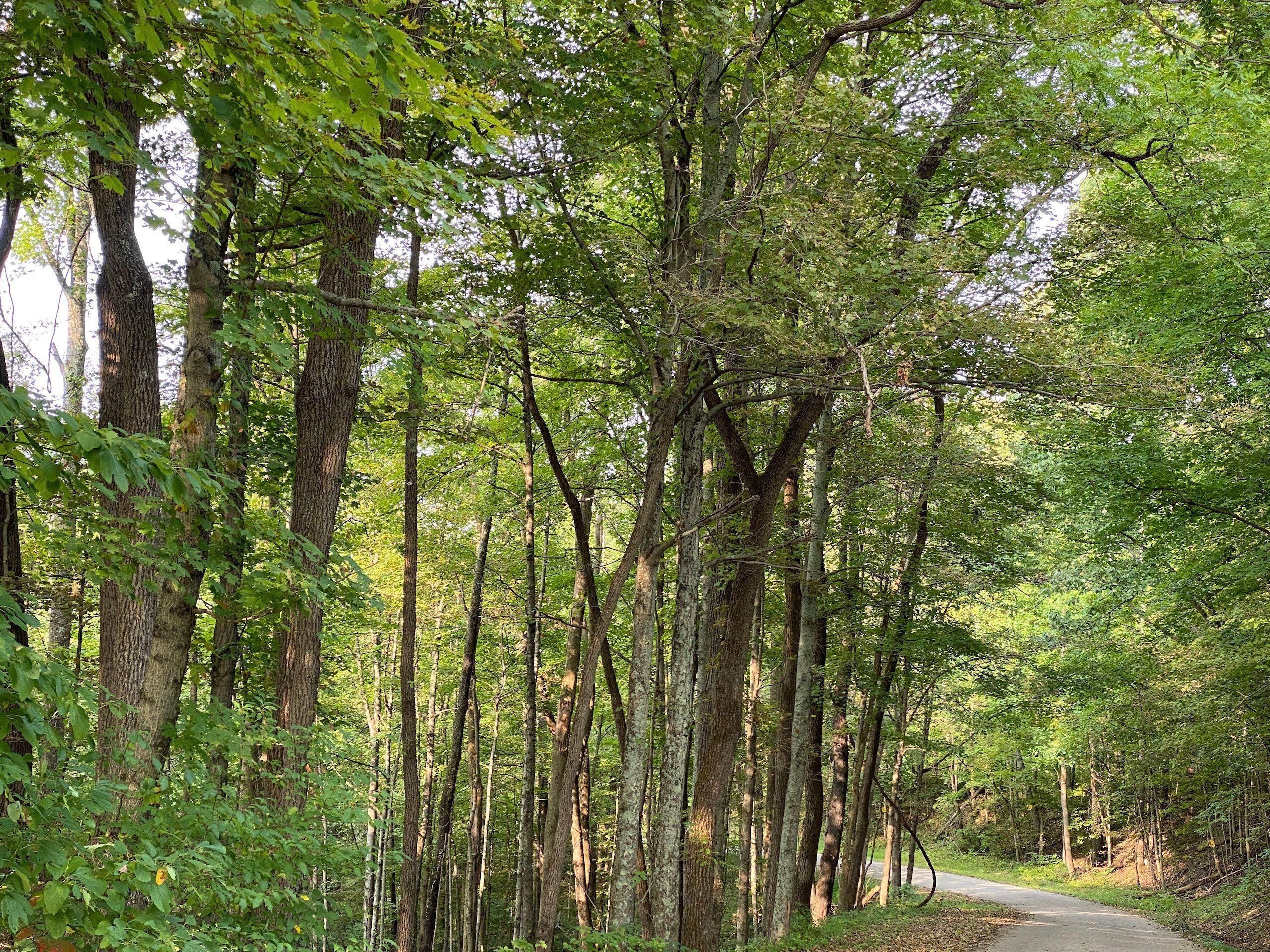 Nelsonville, Athens County, OH Recreational Property, Timberland