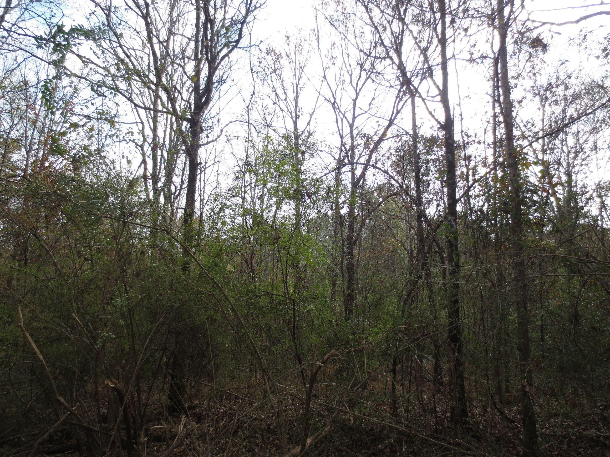 Hattiesburg, Forrest County, MS Recreational Property, Timberland