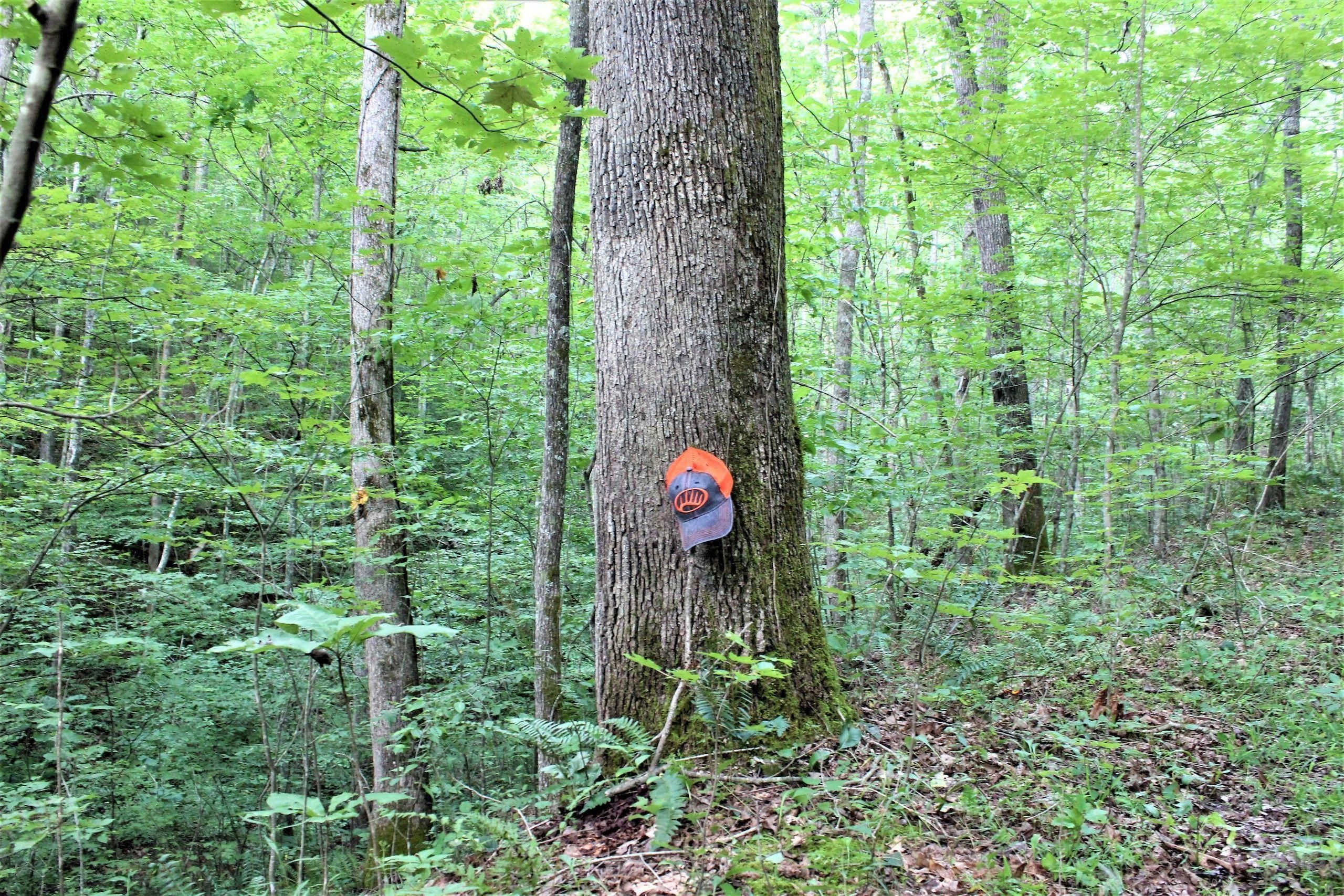 Busy, Leslie County, KY Recreational Property, Timberland Property