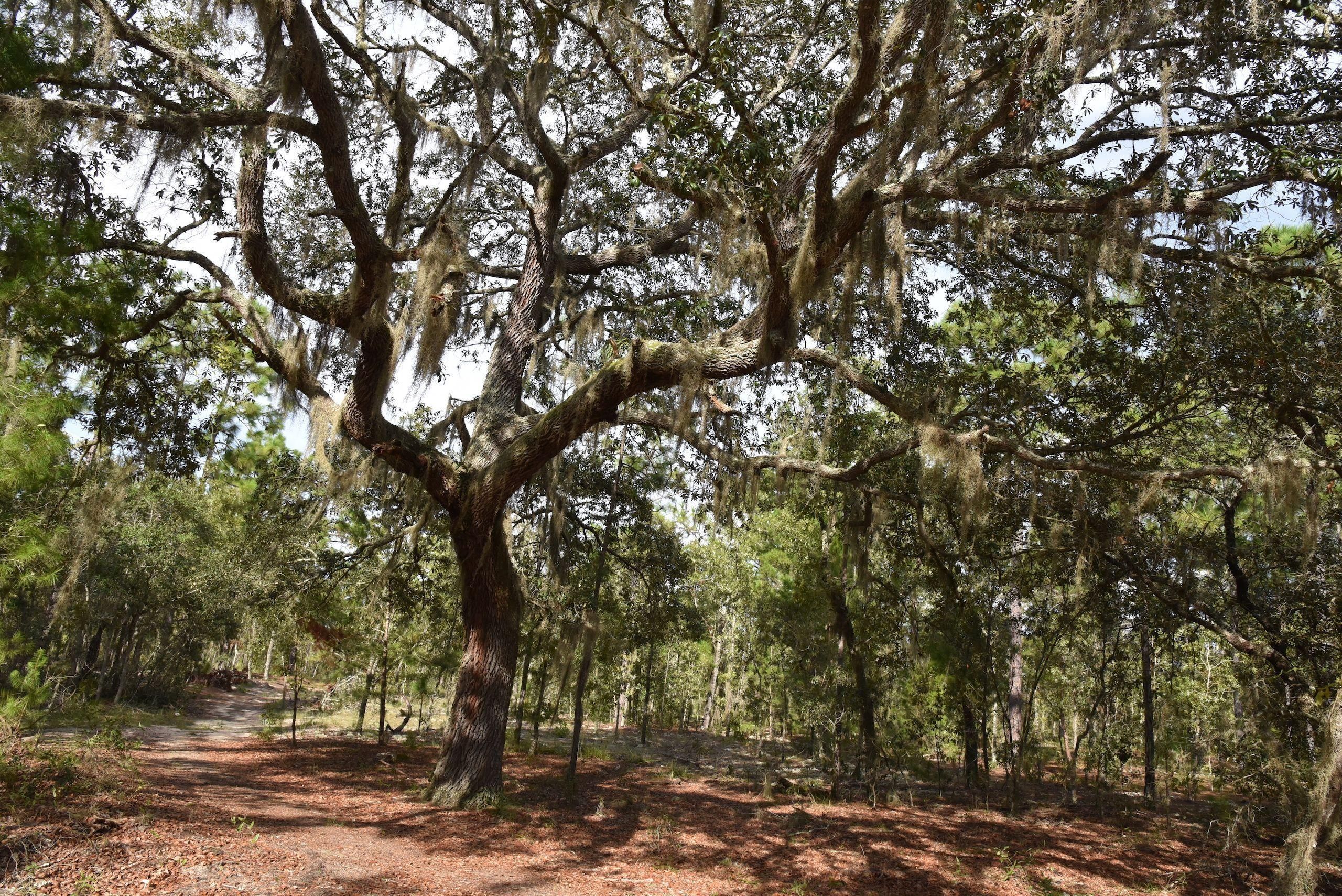 Hawthorne, Putnam County, FL Recreational Property, Timberland Property