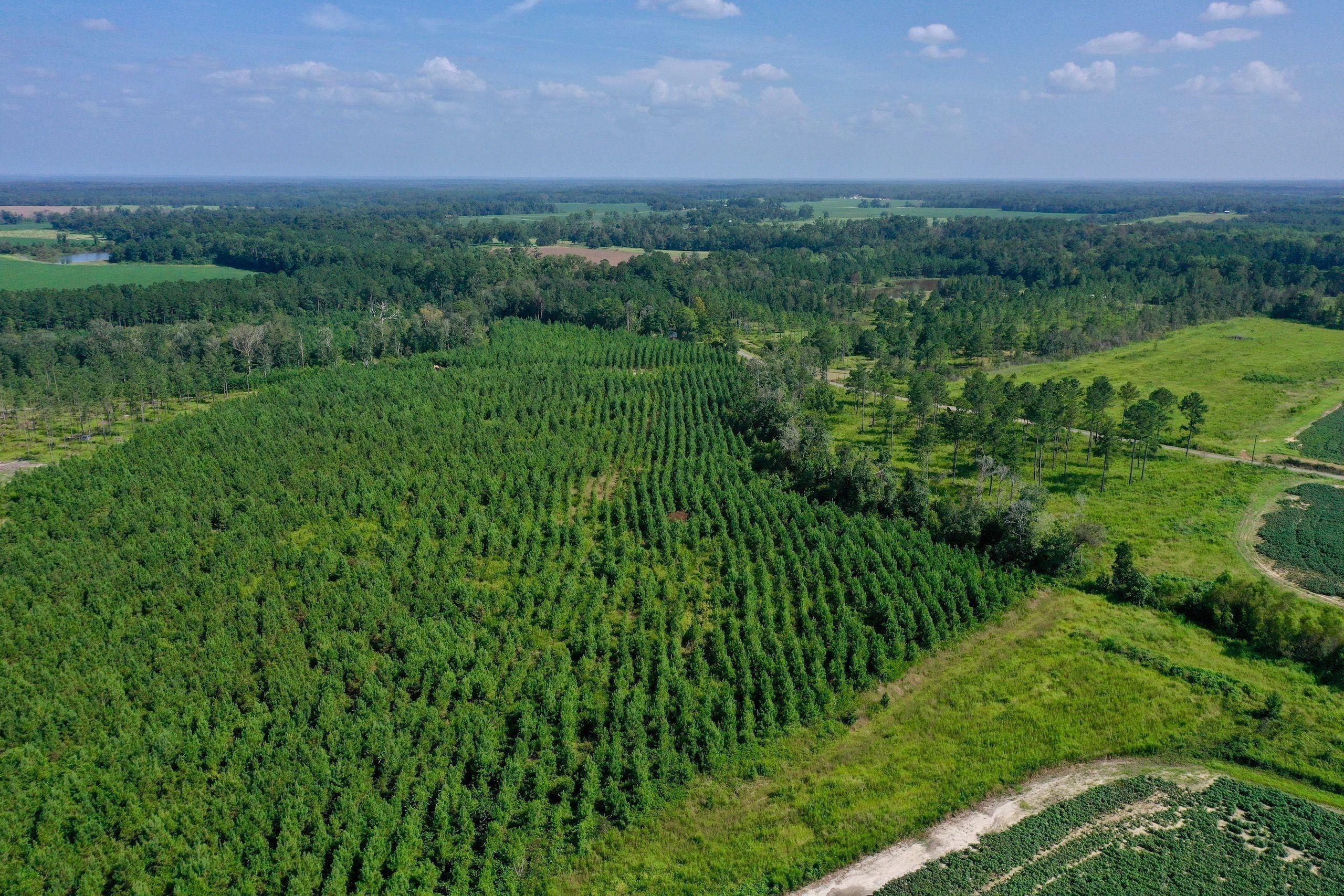 Whigham, Grady County, GA Recreational Property, Timberland Property