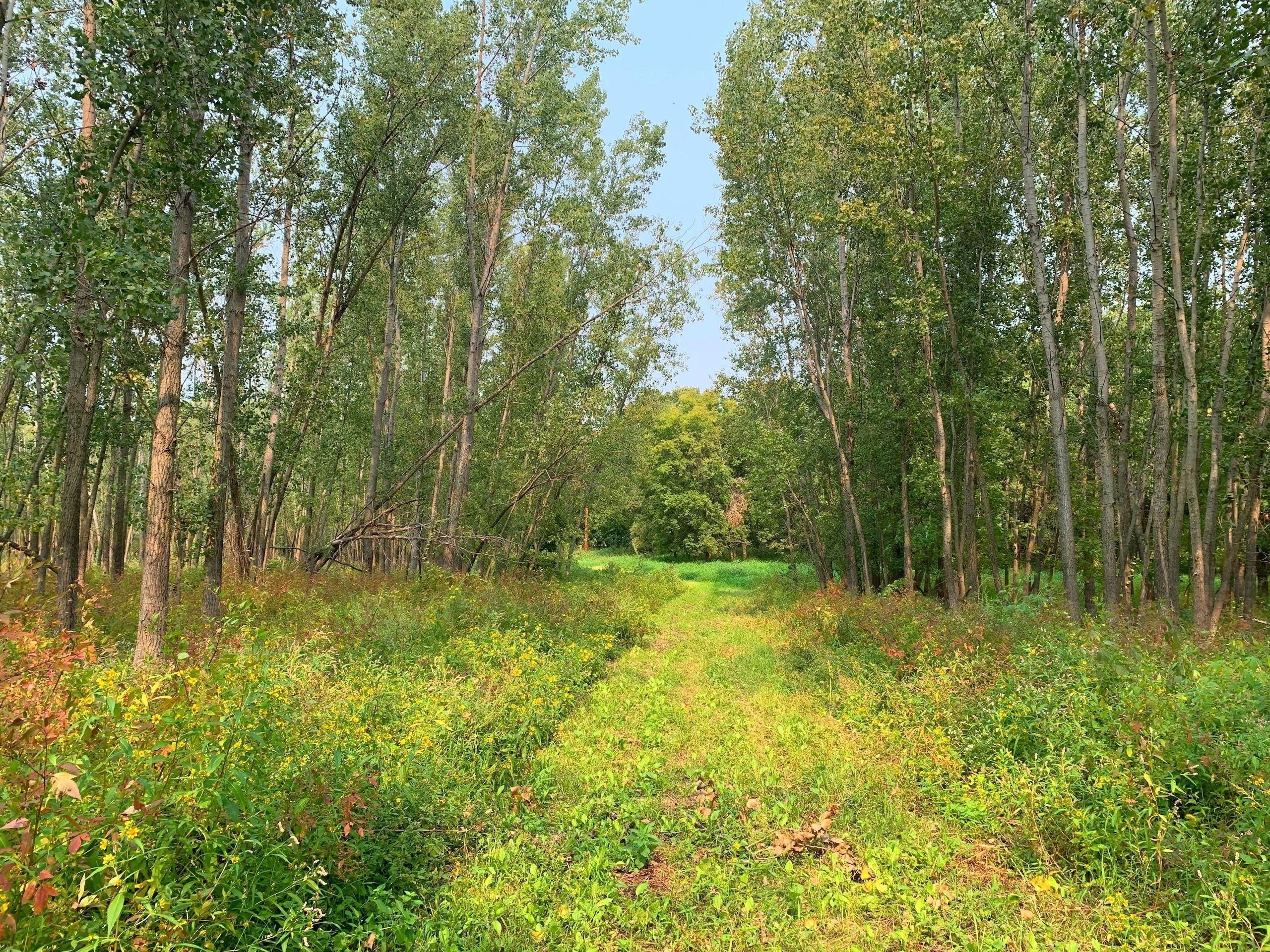 Granite Falls, Chippewa County, MN Recreational Property, Hunting