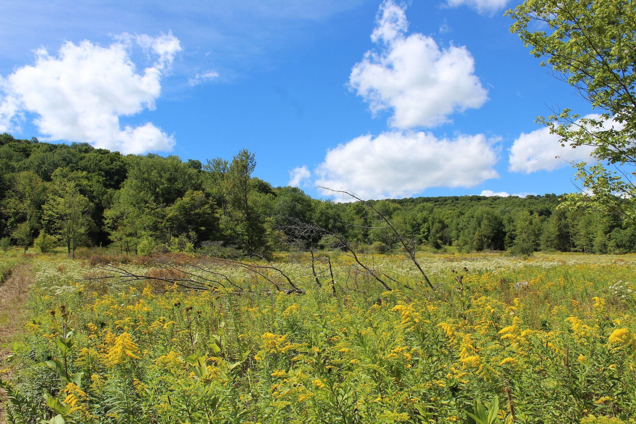 Westfield, Potter County, PA Recreational Property, Hunting Property