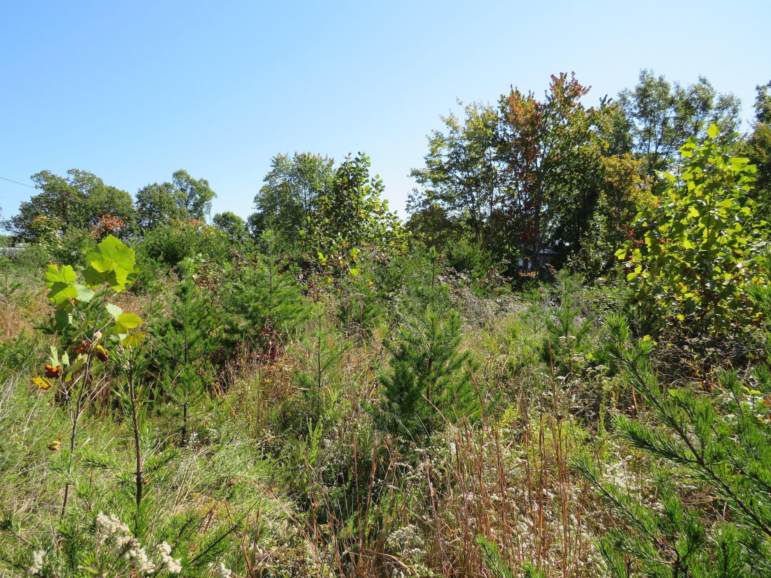 Walker, Wood County, WV Recreational Property, Timberland Property